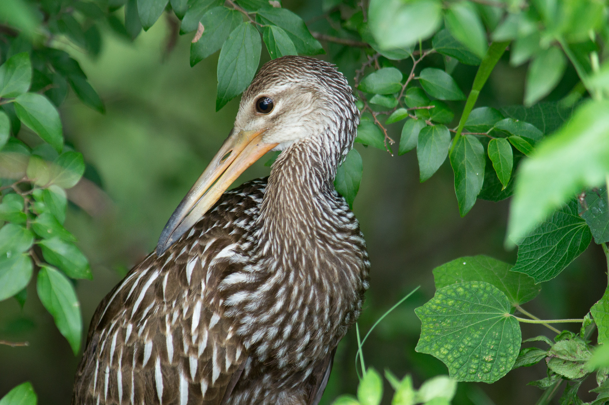 Tamron SP AF 200-500mm F5-6.3 Di LD (IF) sample photo. Limpkin hiding place photography