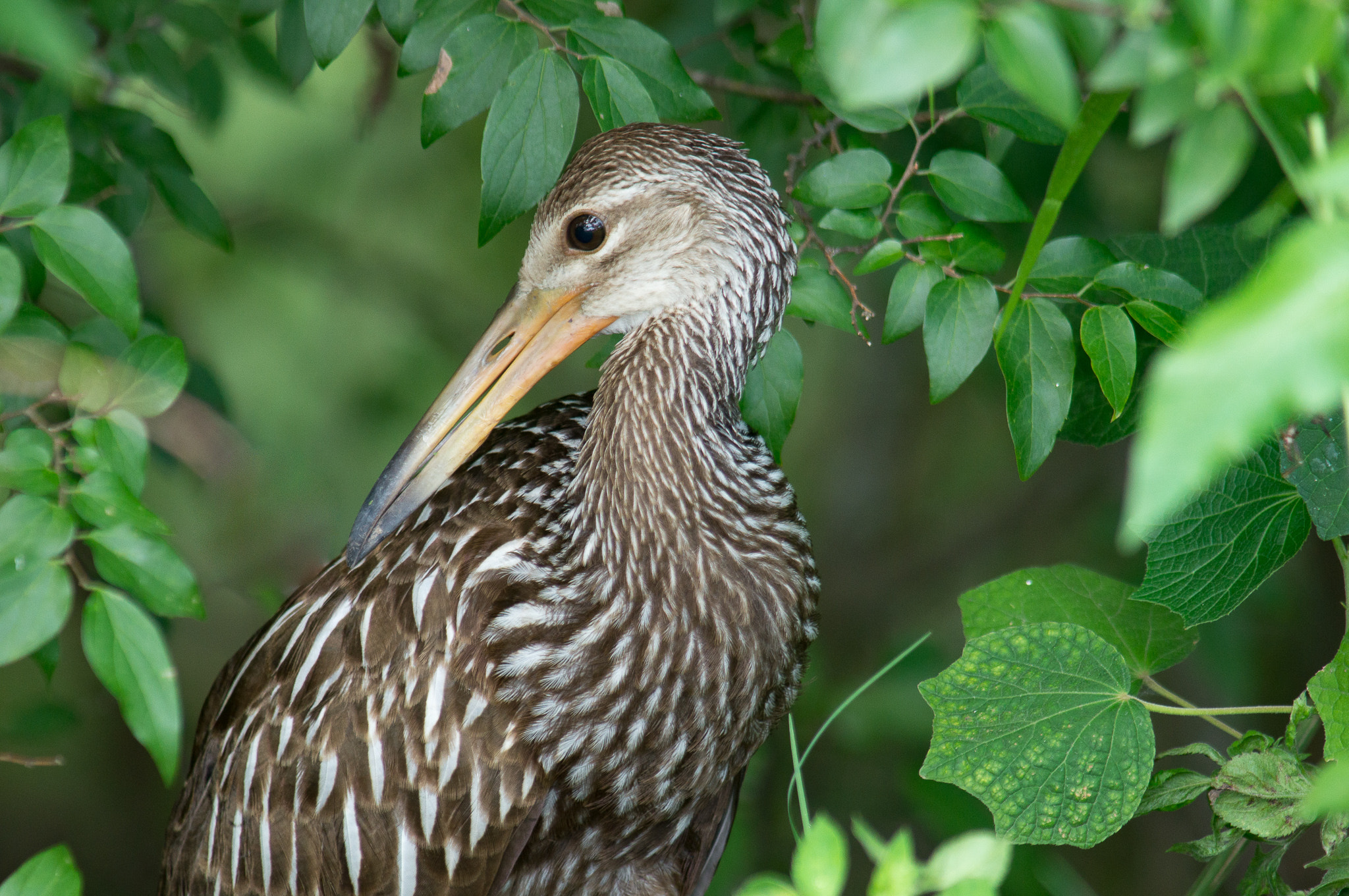 Sony SLT-A57 sample photo. Limpkin hiding place photography