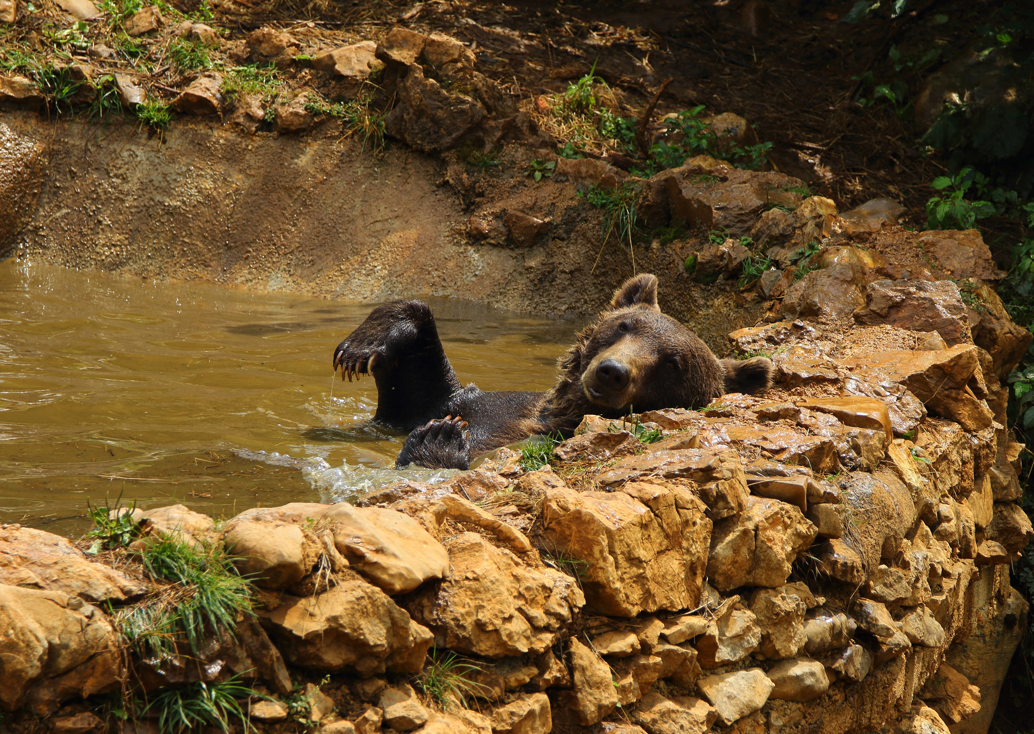 Tamron SP 150-600mm F5-6.3 Di VC USD sample photo. Bear in a jacuzzi photography