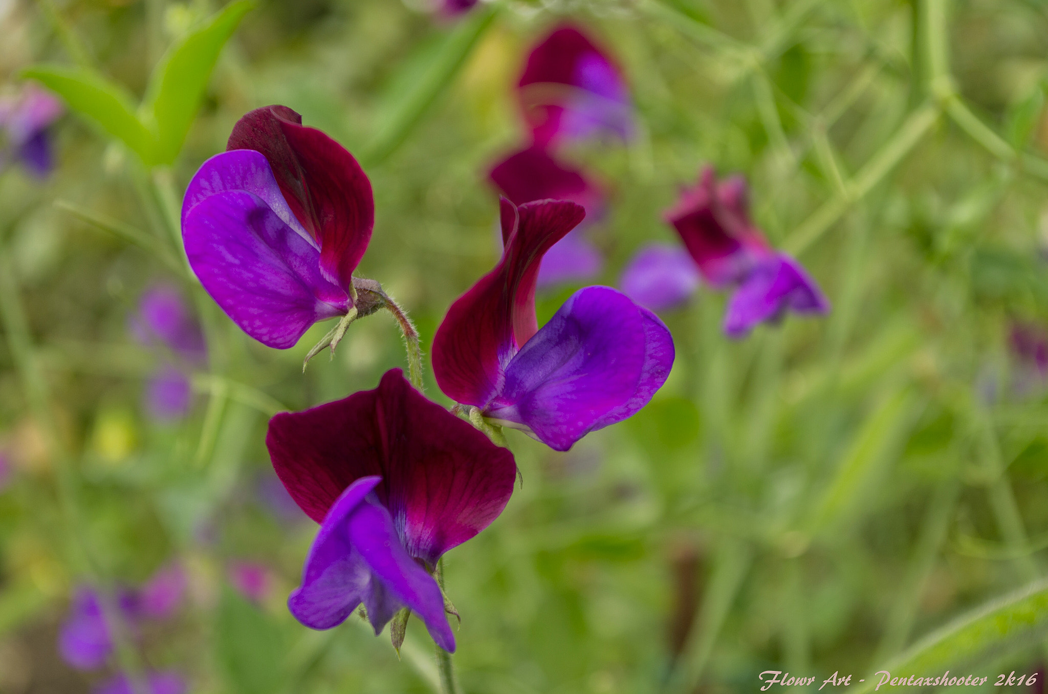 Pentax K-5 sample photo. Not complicated  photography