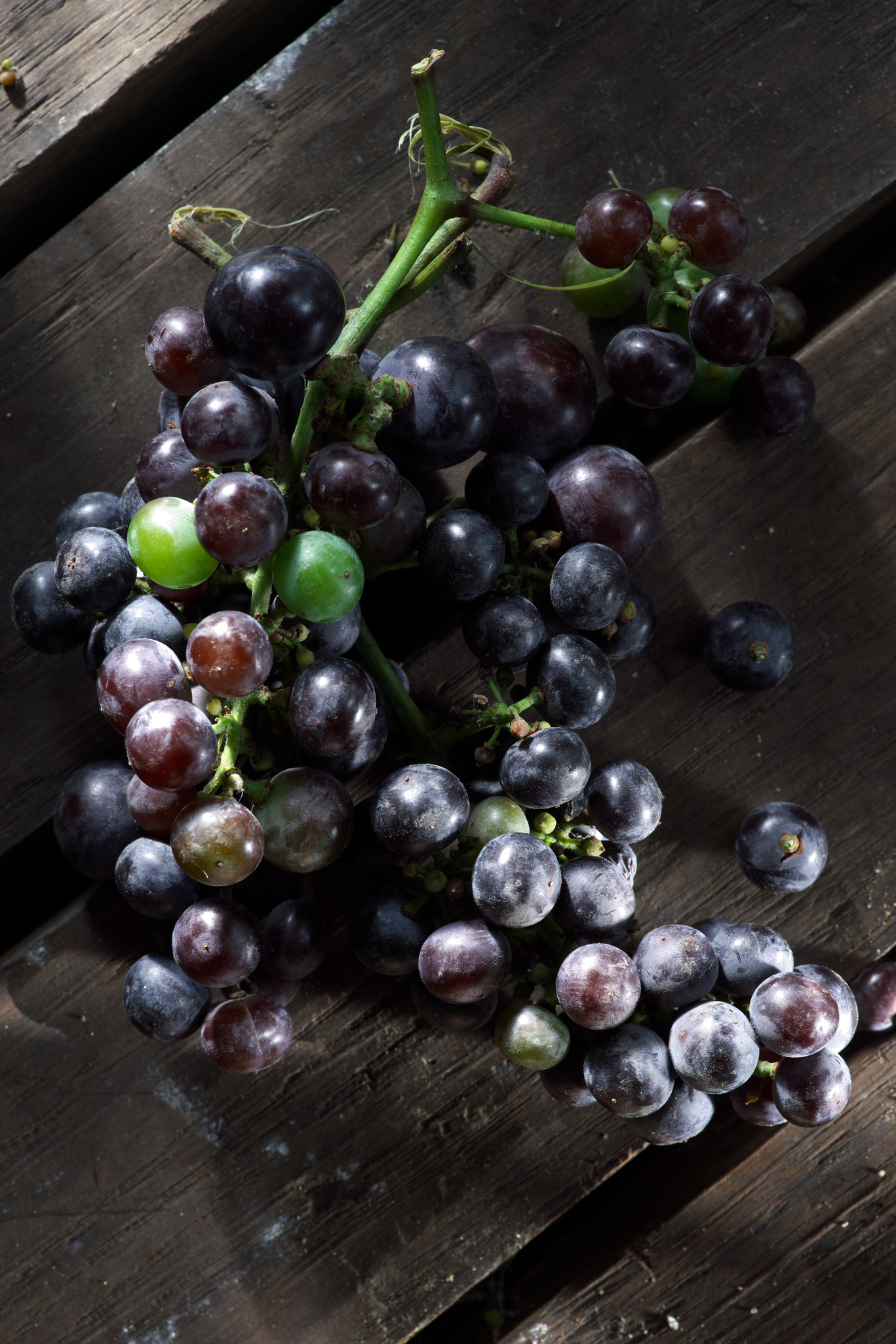 Pentax K-1 + Pentax smc D-FA 100mm F2.8 Macro WR sample photo. Grape branch photography