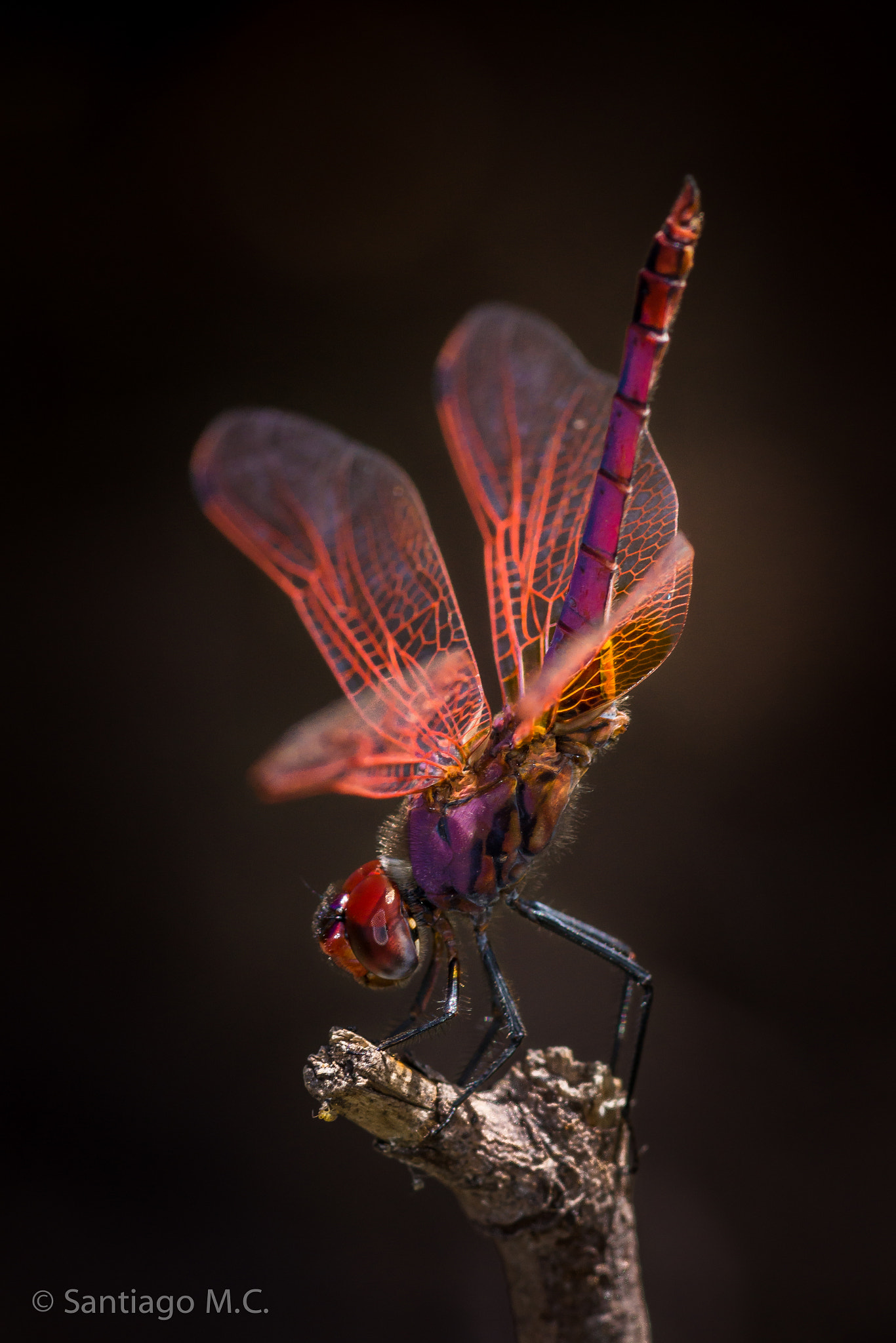 Sony SLT-A77 + Sony 100mm F2.8 Macro sample photo. Trithemis annulata photography