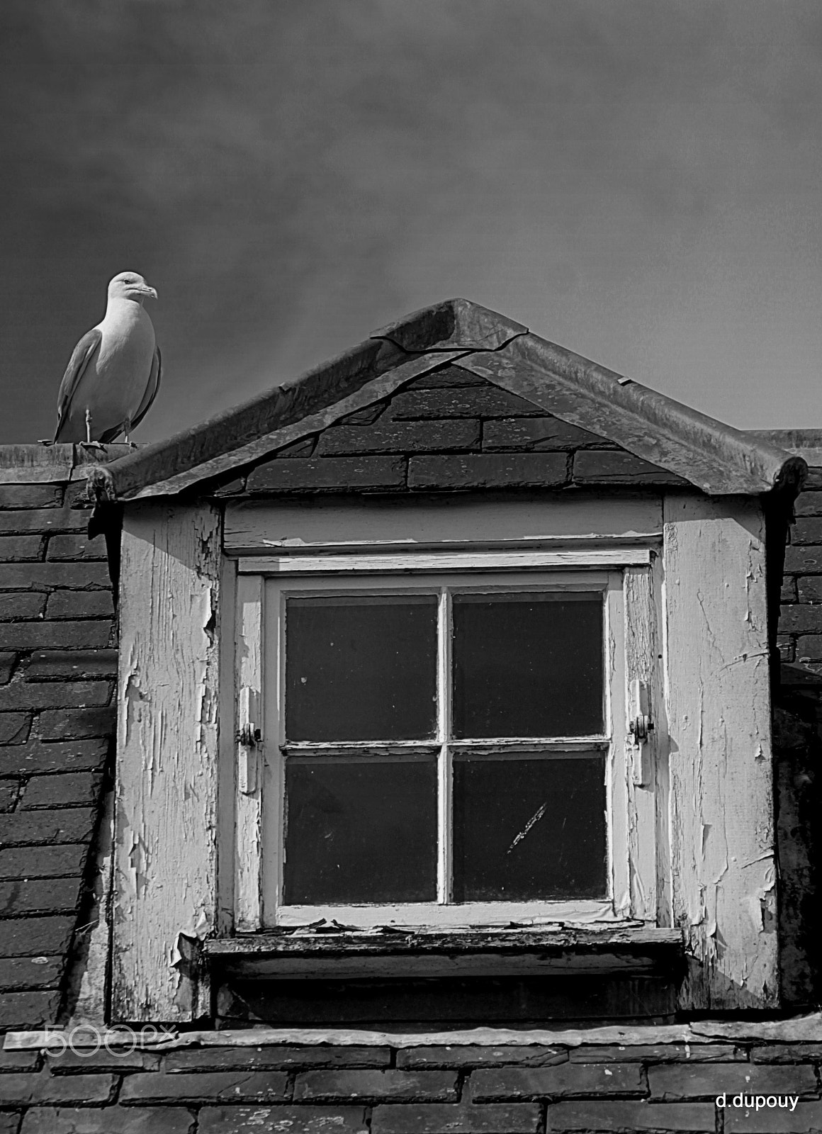 Canon TS-E 90mm F2.8 Tilt-Shift sample photo. Bird and window... photography