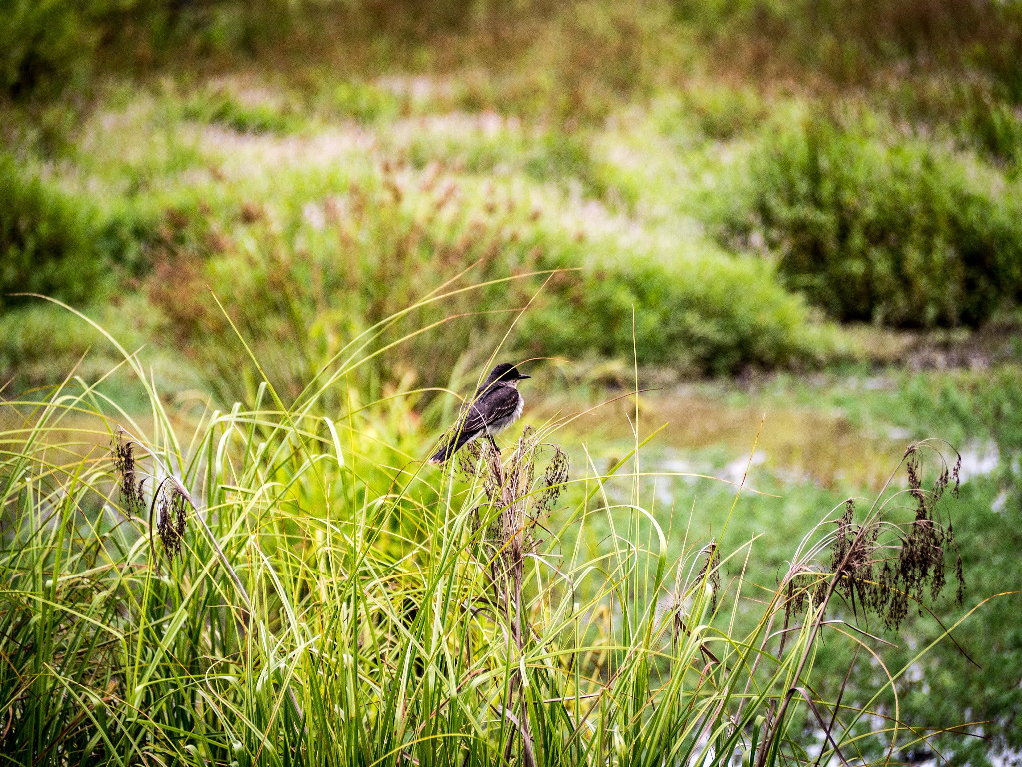 Panasonic Lumix DMC-G7 sample photo. Bird in reeds photography