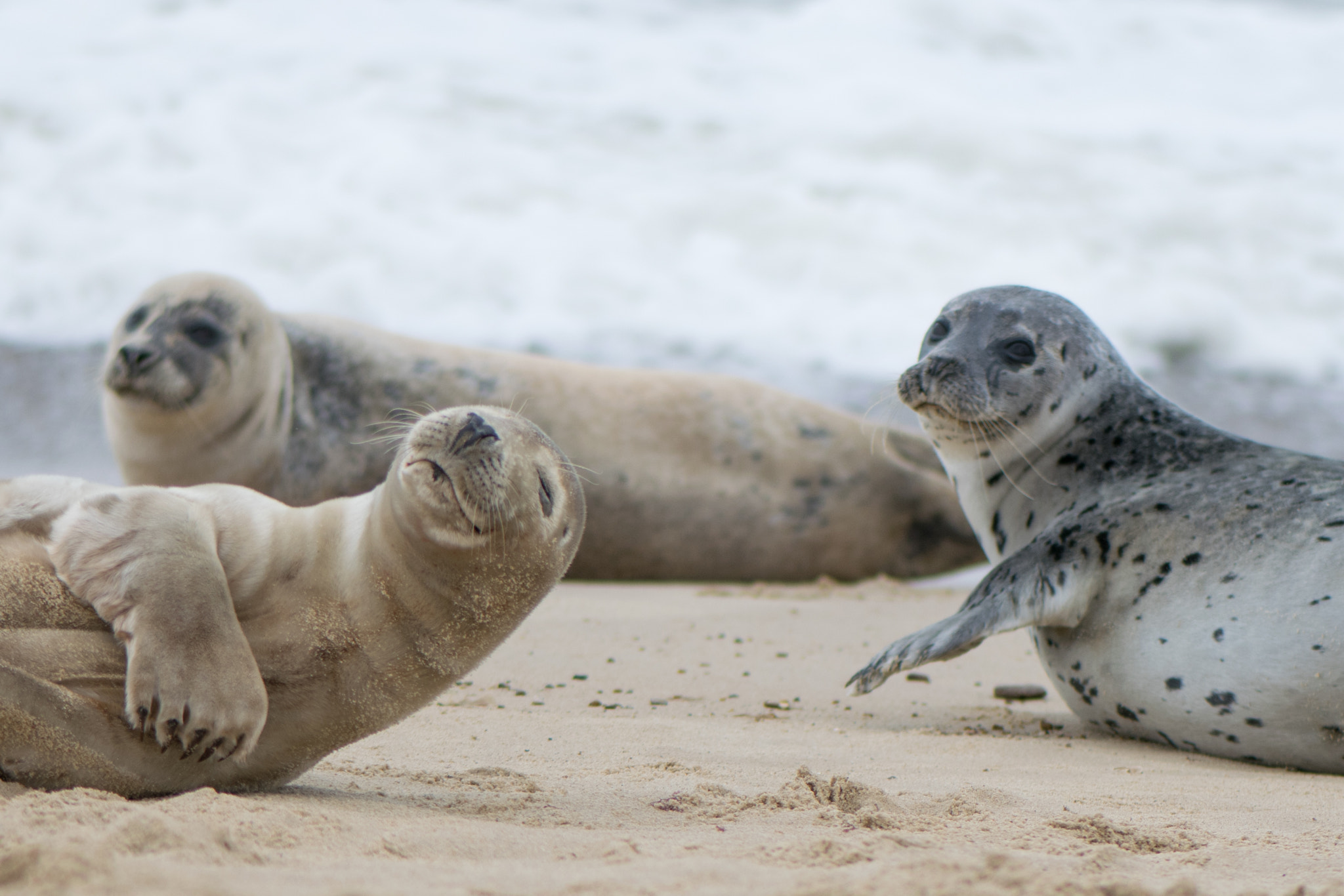 Nikon AF-S Micro-Nikkor 105mm F2.8G IF-ED VR sample photo. Seals relaxing photography