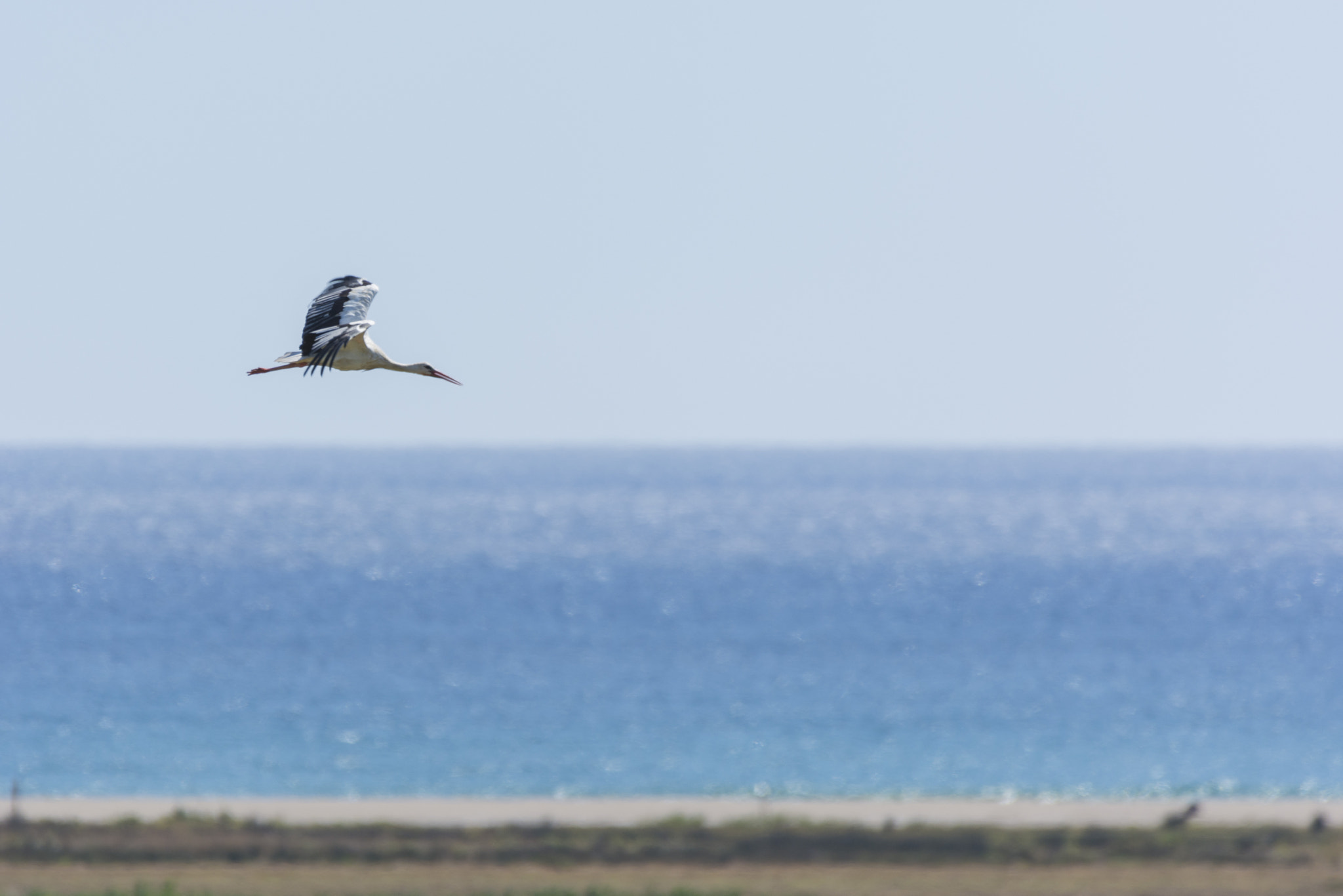 Nikon AF-S Nikkor 200-500mm F5.6E ED VR sample photo. Ciconia ciconia photography