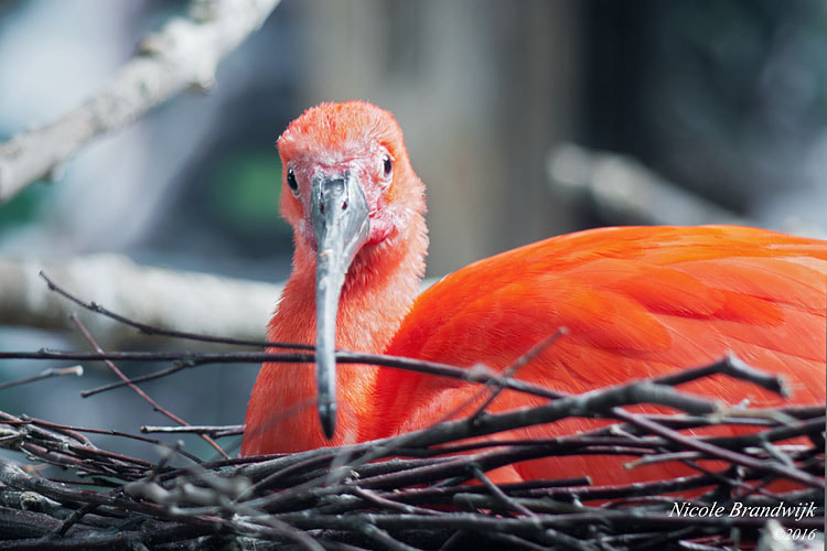 Sony Alpha DSLR-A700 sample photo. Red ibis photography