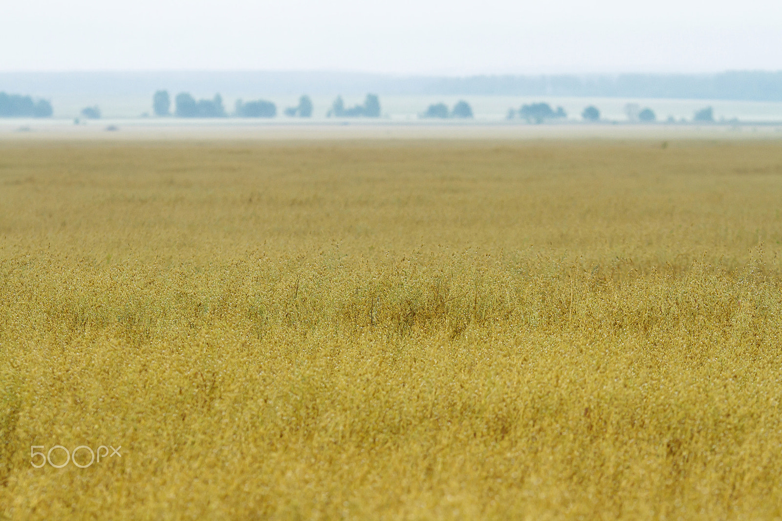 Canon EOS 7D + Canon EF 135mm F2L USM sample photo. Yellow wheat fields photography
