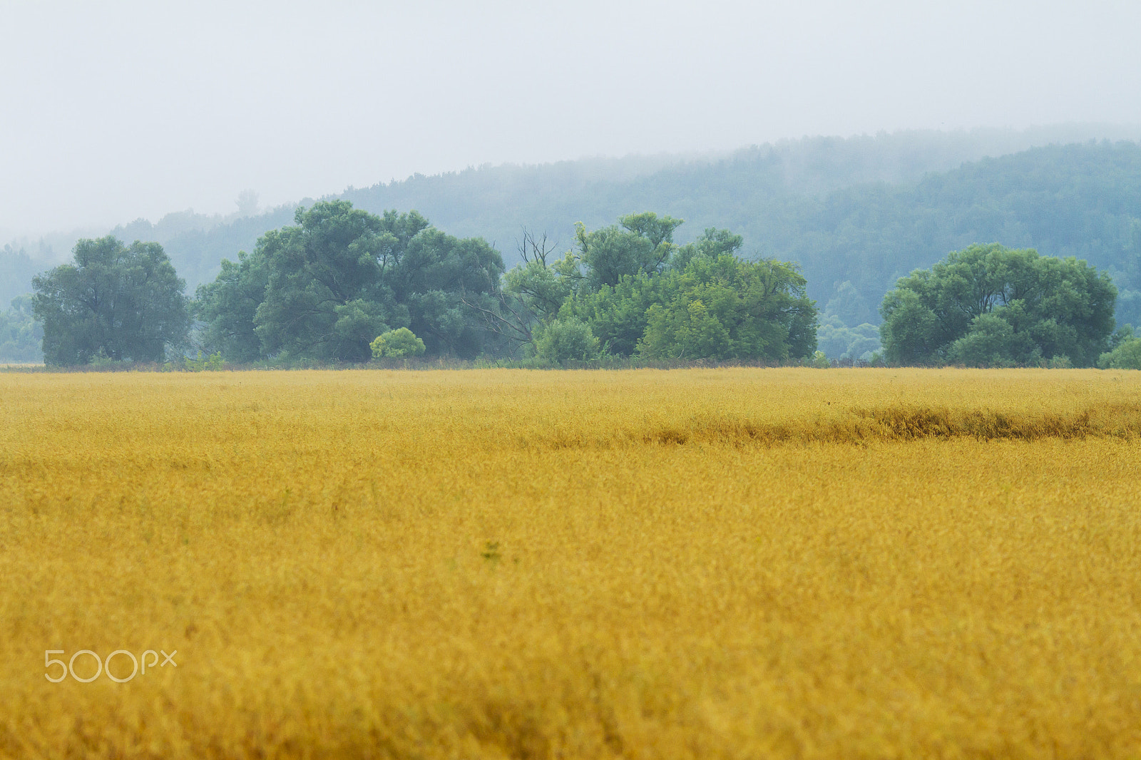 Canon EOS 7D + Canon EF 135mm F2L USM sample photo. Yellow wheat fields photography
