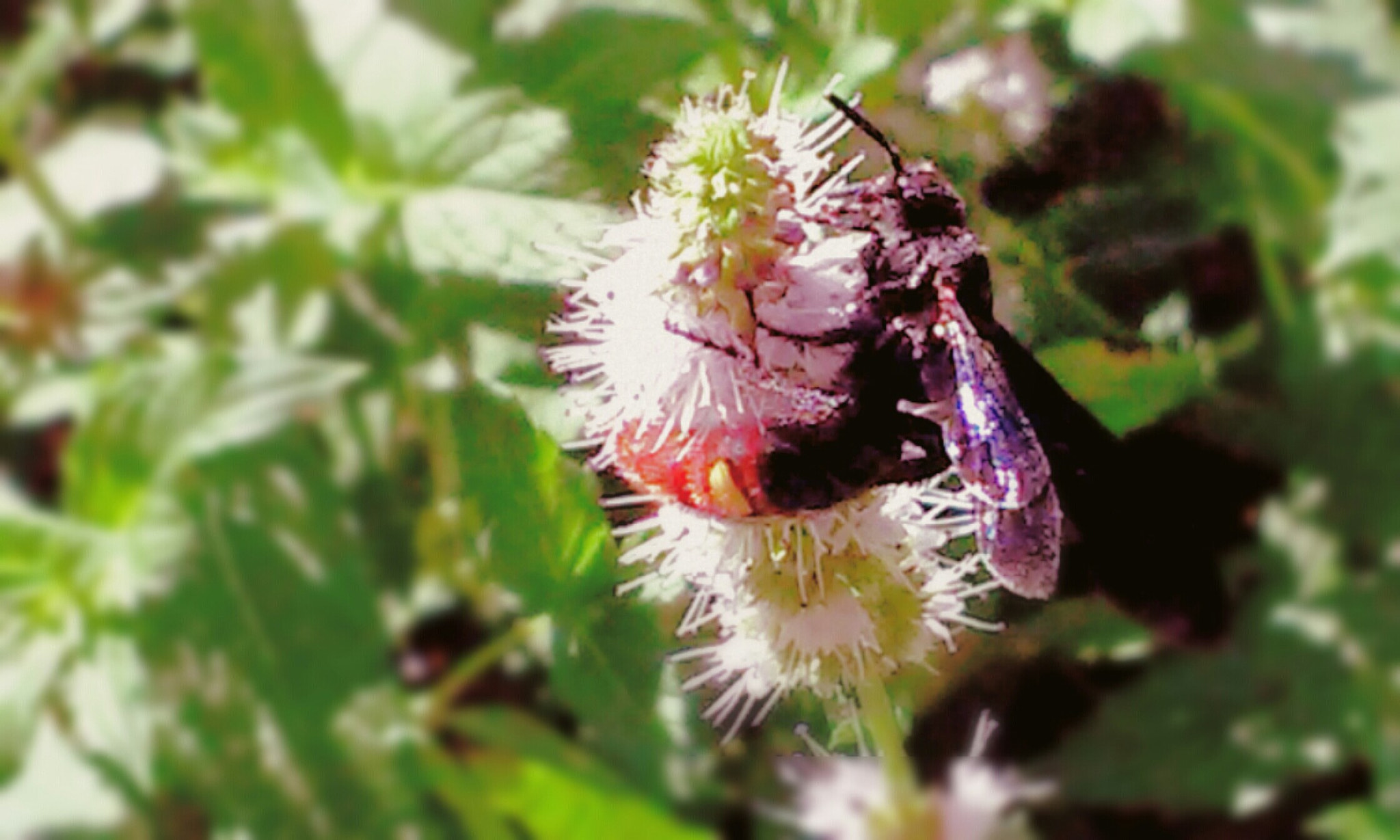 LG L70 sample photo. Scolia dubia photography