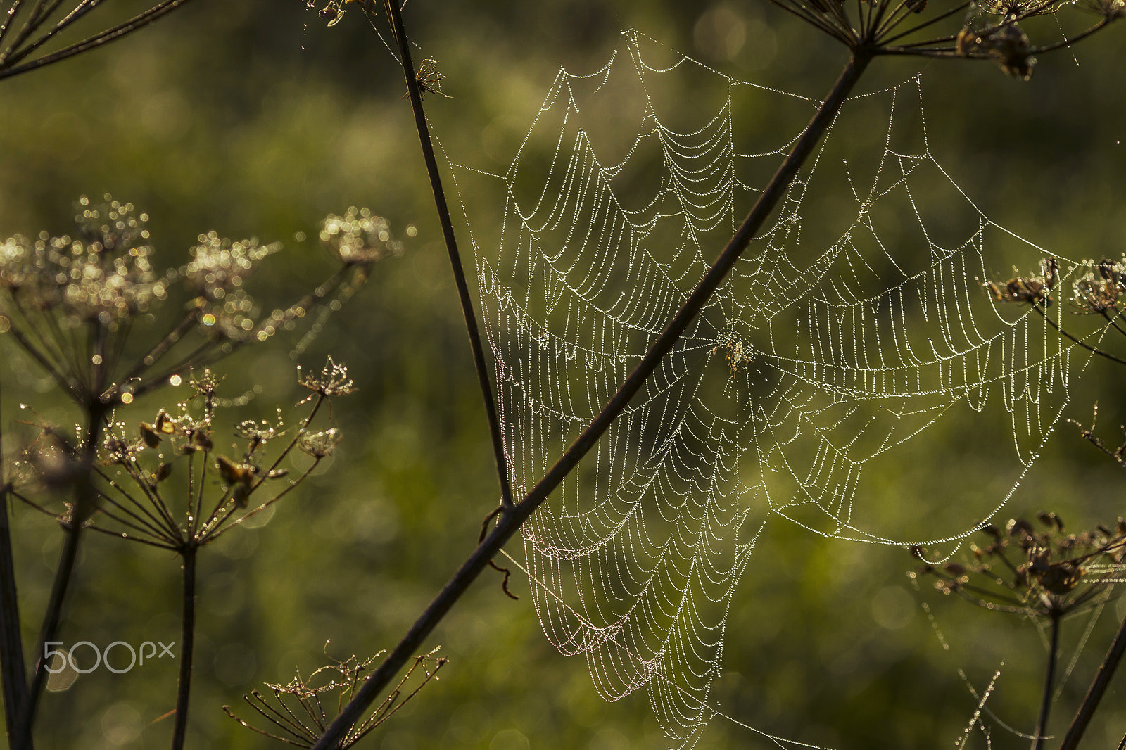 Canon EOS 7D + Canon EF 135mm F2L USM sample photo. Spider web shaking on wind photography