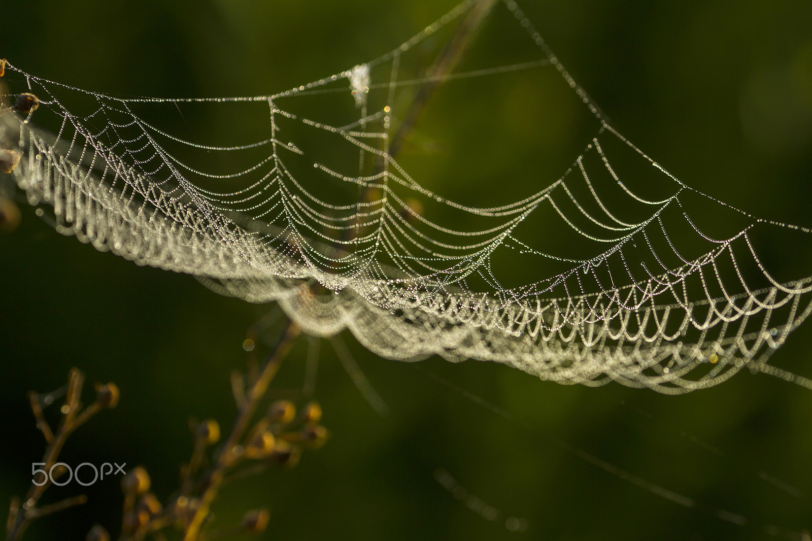 Canon EOS 7D + Canon EF 135mm F2L USM sample photo. Spider web shaking in forest photography