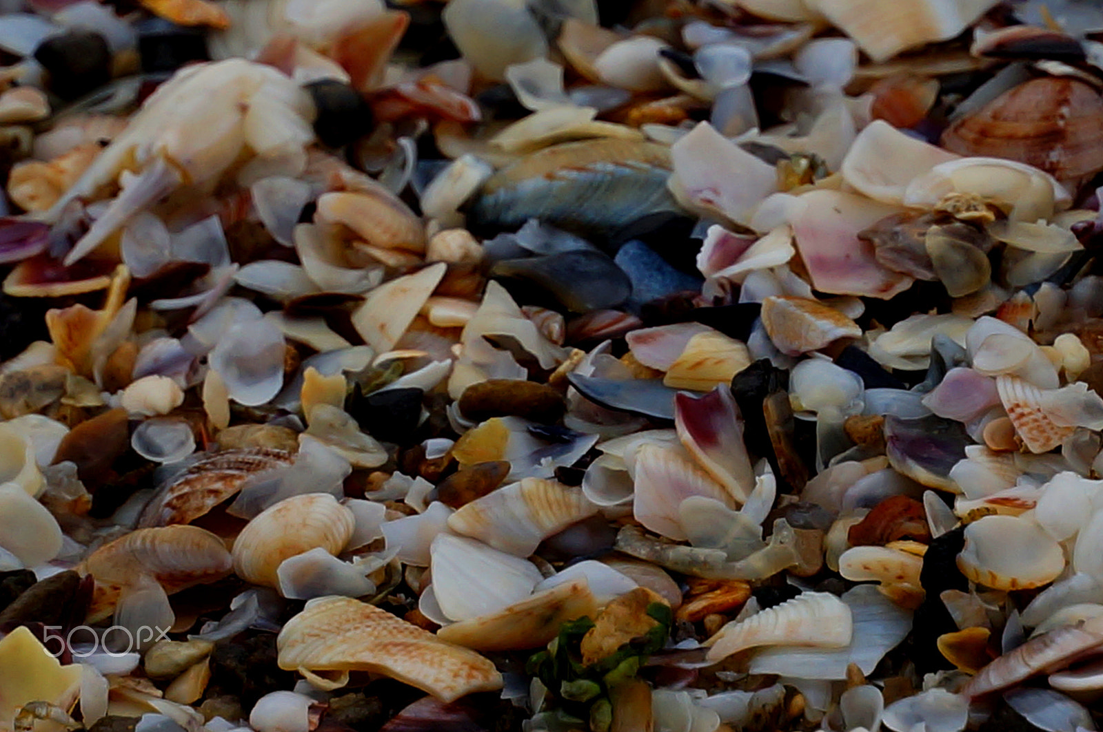 Sony Alpha NEX-3N sample photo. Marine story photography