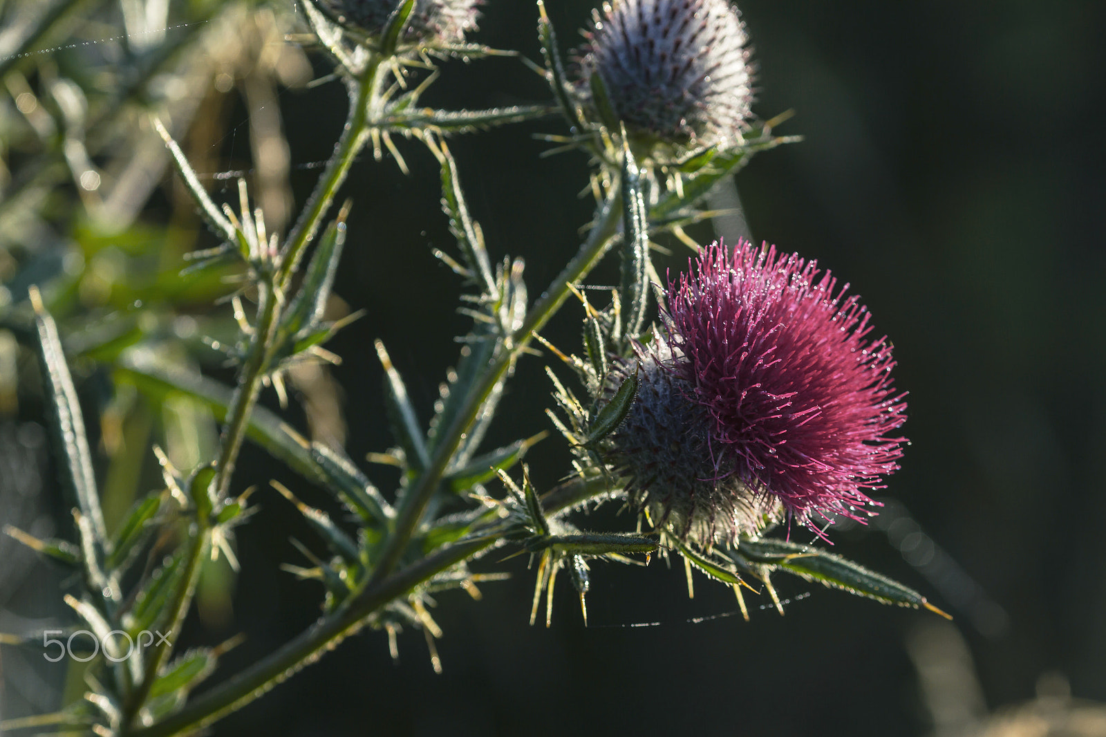 Canon EOS 7D + Canon EF 135mm F2L USM sample photo. Magenta flower thorn photography