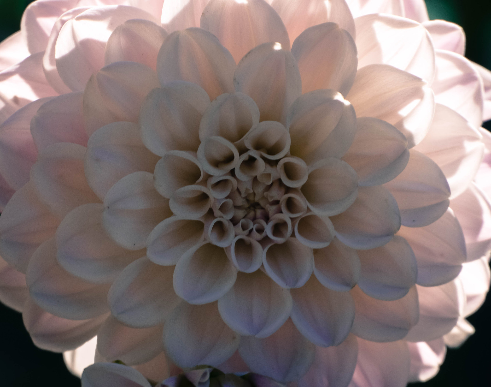 Panasonic Lumix DMC-GF1 sample photo. A close-up photography