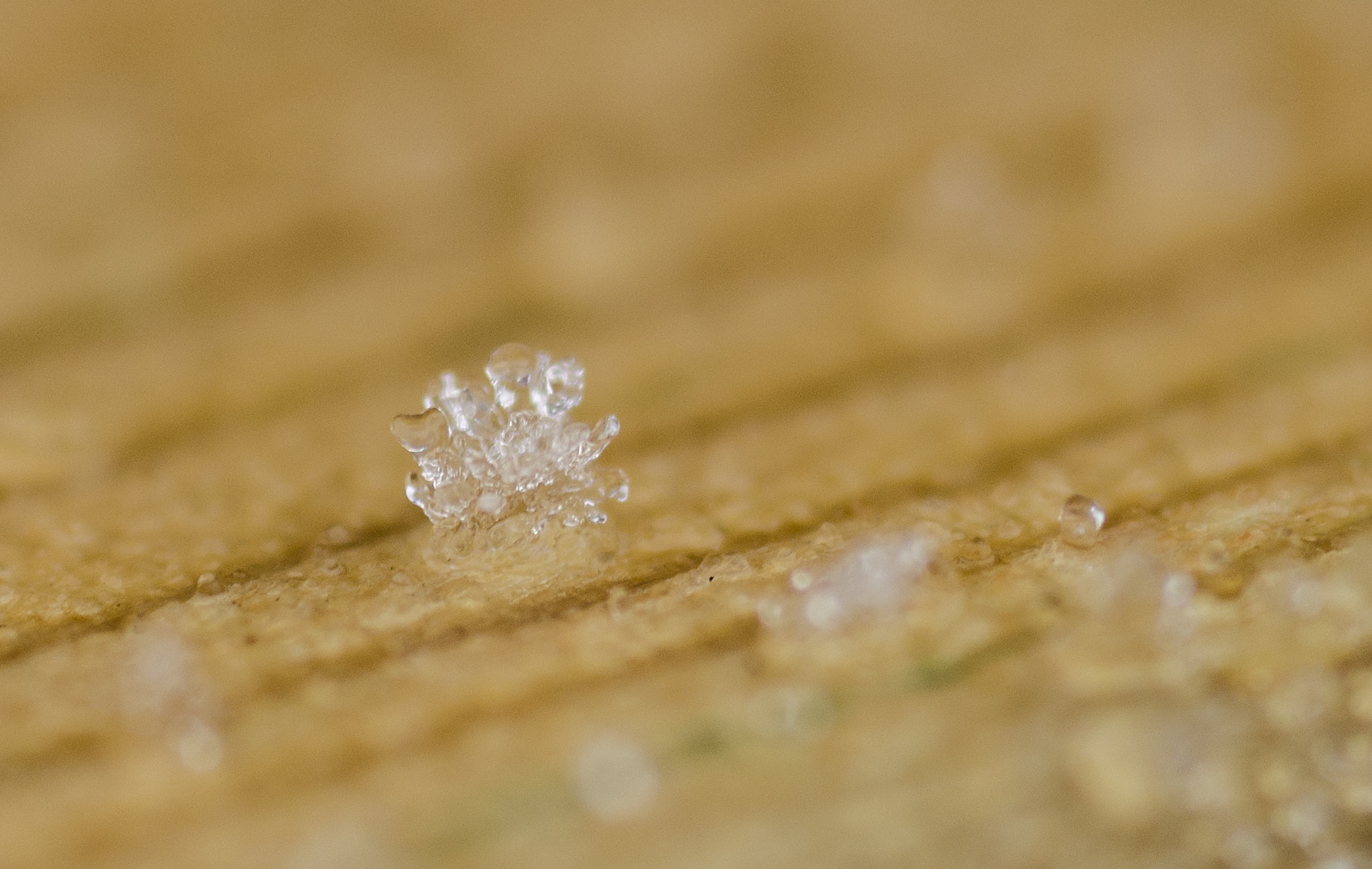 Nikon D7000 + AF Micro-Nikkor 105mm f/2.8 sample photo. Melting snowflake photography