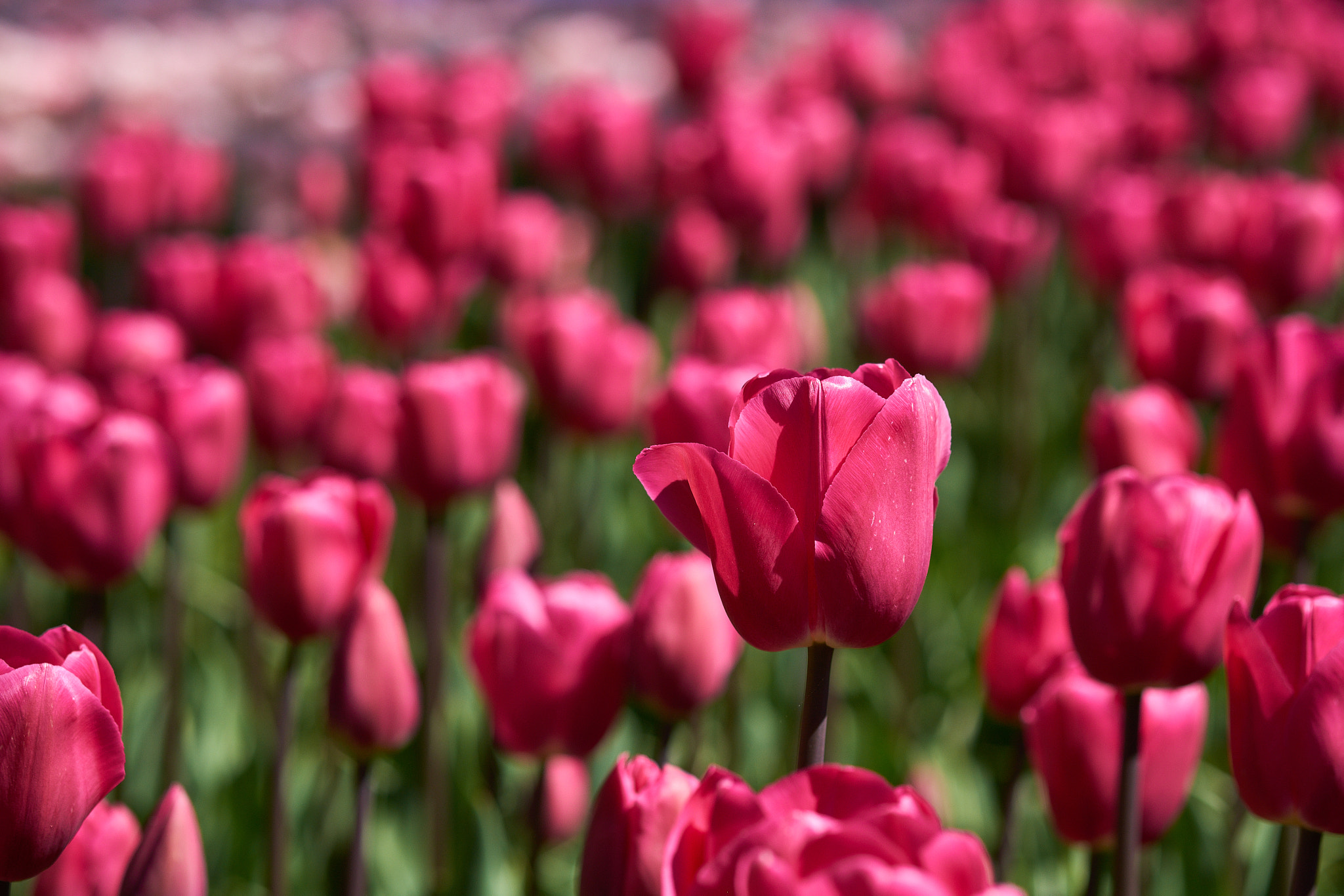 Fujifilm X-Pro1 + Fujifilm XF 60mm F2.4 R Macro sample photo. 。。。 photography