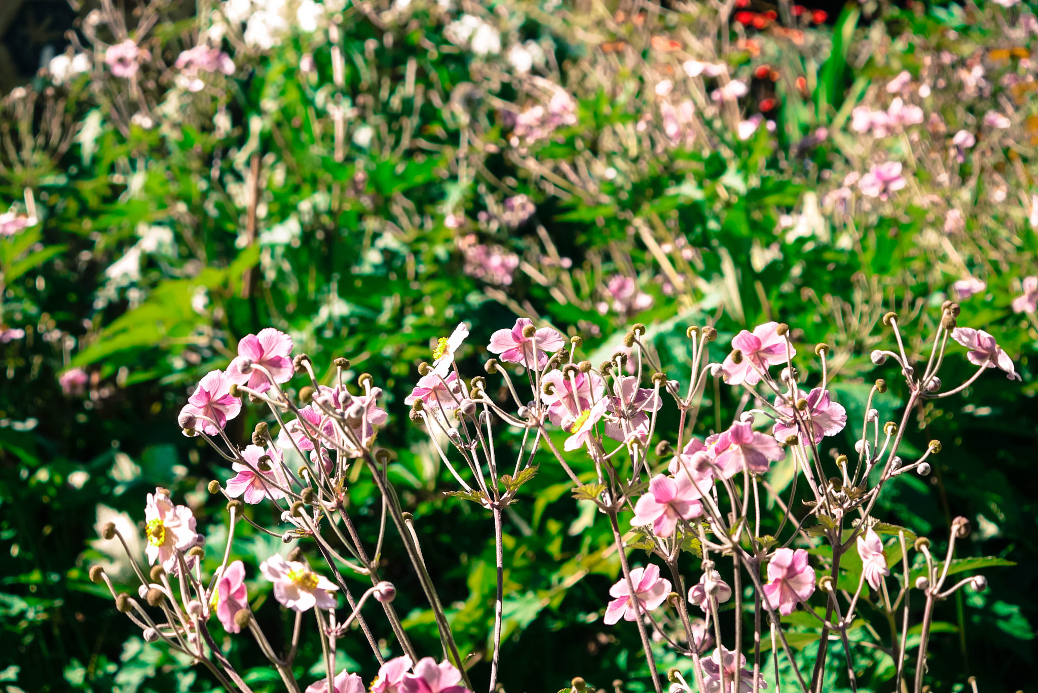 Panasonic Lumix DMC-GF1 sample photo. Flowers photography