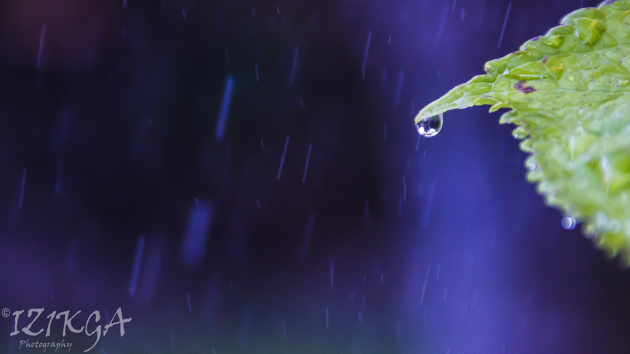 Tamron AF 28-200mm F3.8-5.6 XR Di Aspherical (IF) Macro sample photo. Raining? photography