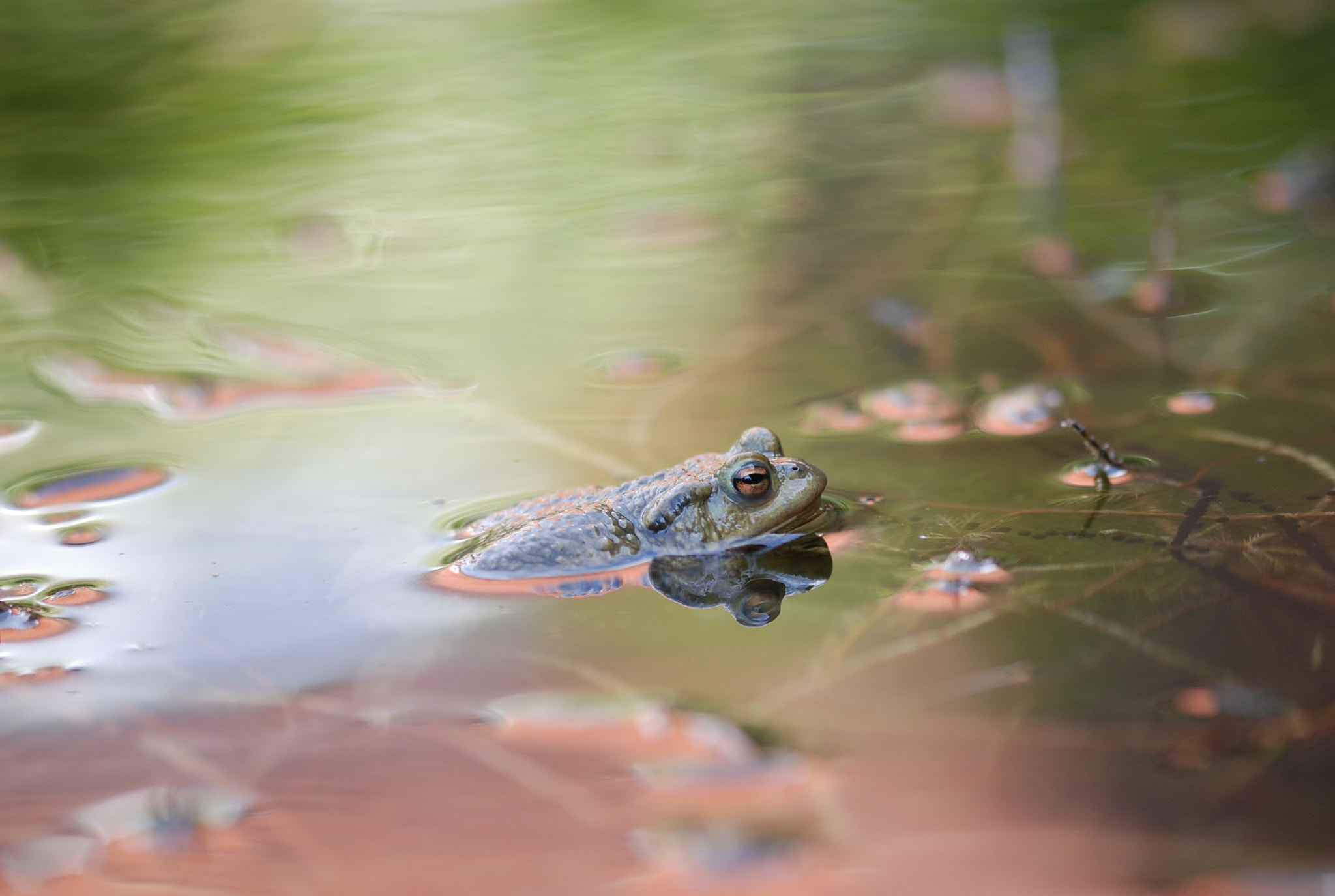 Sigma 105mm F2.8 EX DG OS HSM sample photo. Watching photography