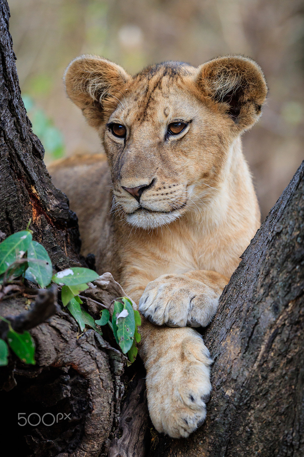 Canon EF 500mm F4L IS II USM sample photo. Perfect pose photography