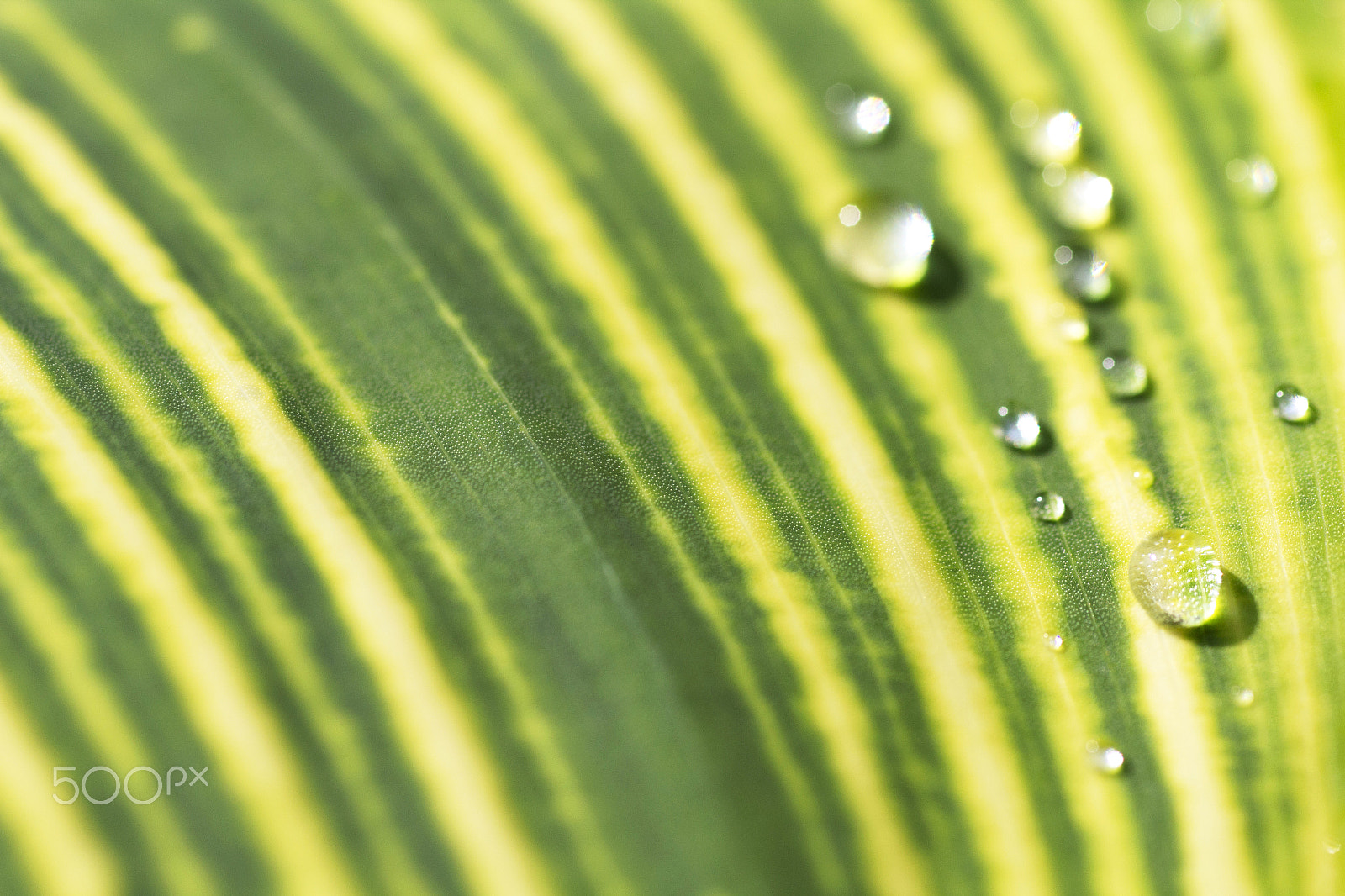 Sigma 50mm f/1.4 EX DG HSM + 1.4x sample photo. Water drop photography