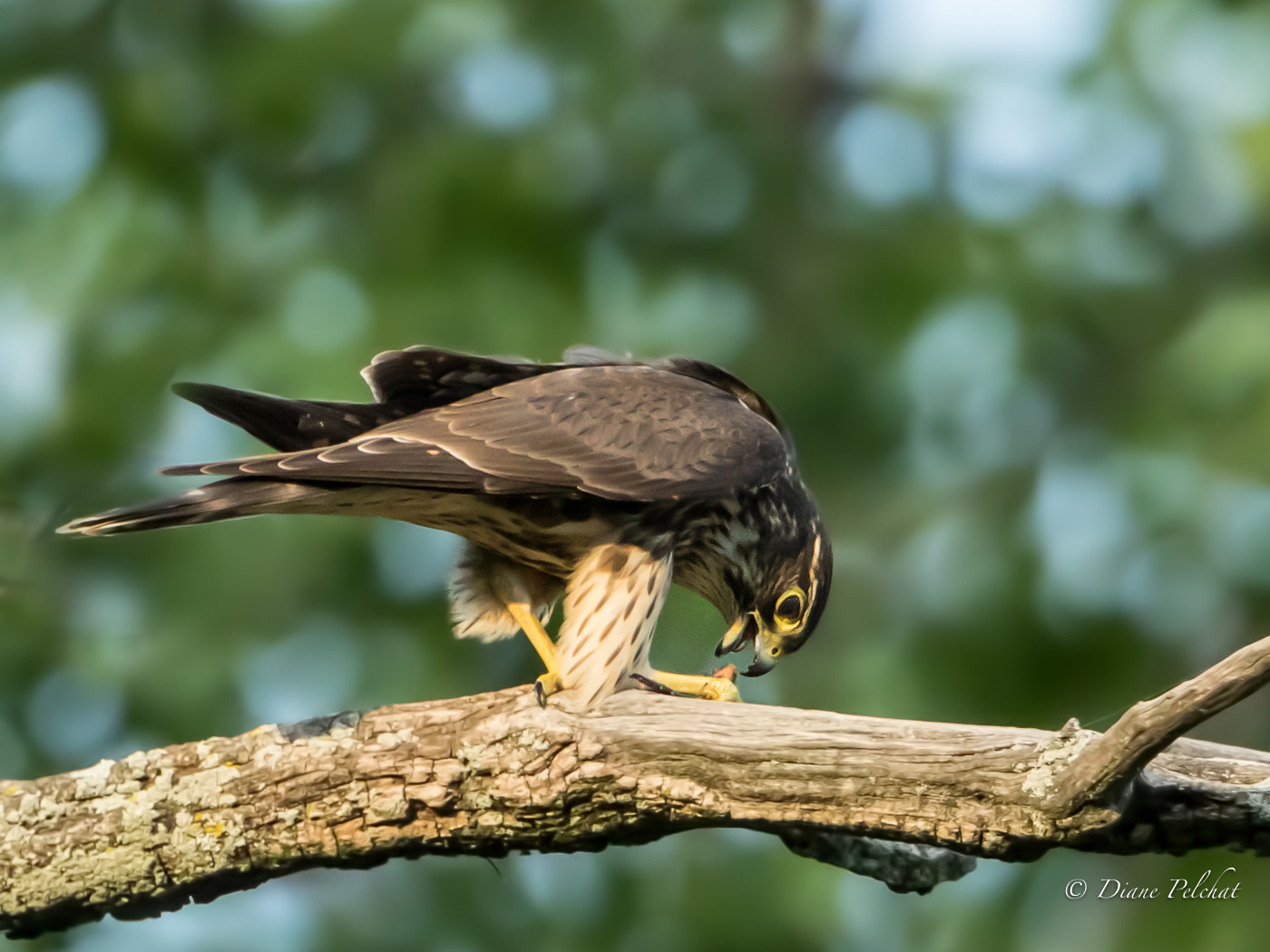 Canon EF 300mm F2.8L IS II USM sample photo. Lunch time for immature merlin photography
