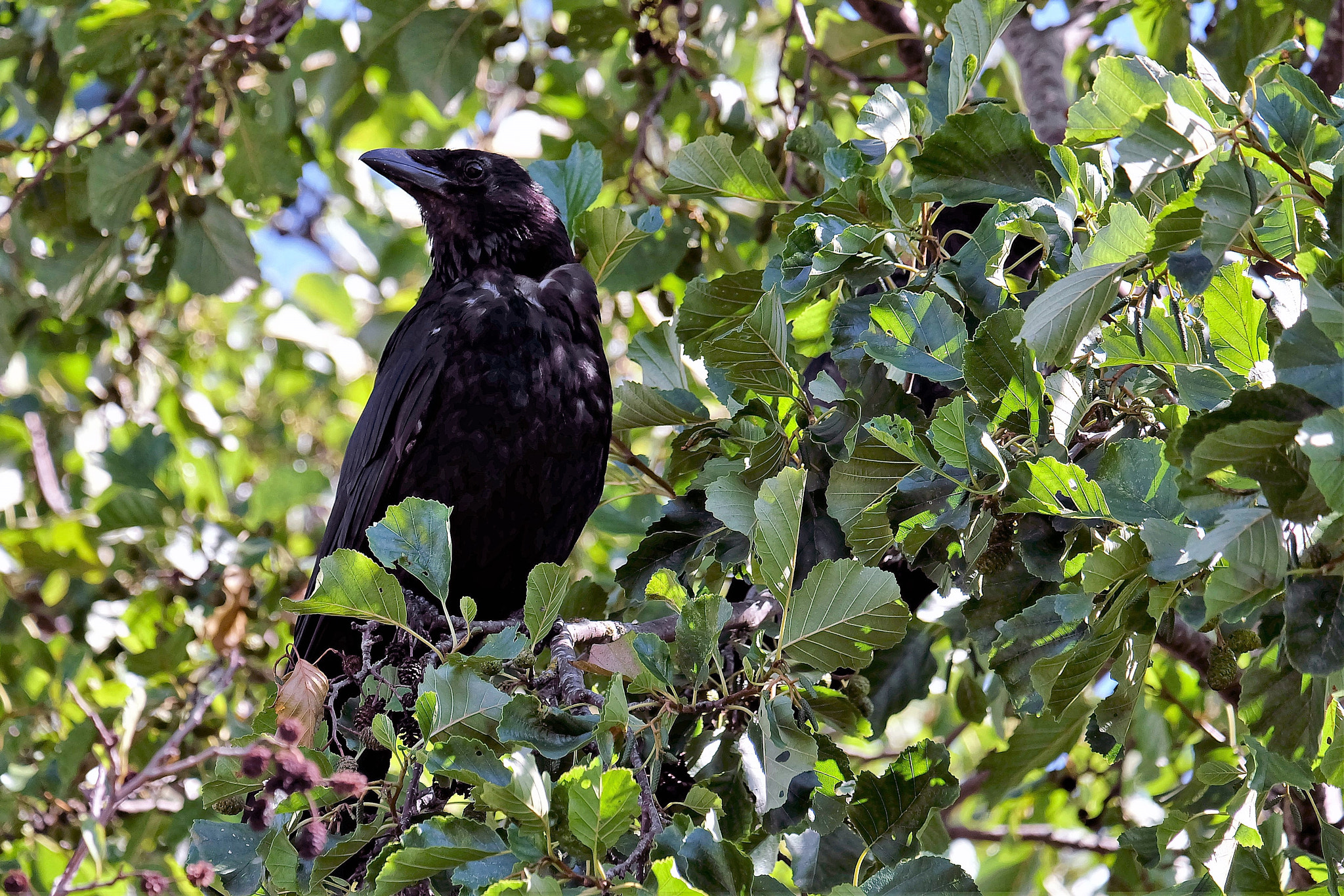 Fujifilm X-A2 + Fujifilm XC 50-230mm F4.5-6.7 OIS sample photo. The bird..... photography