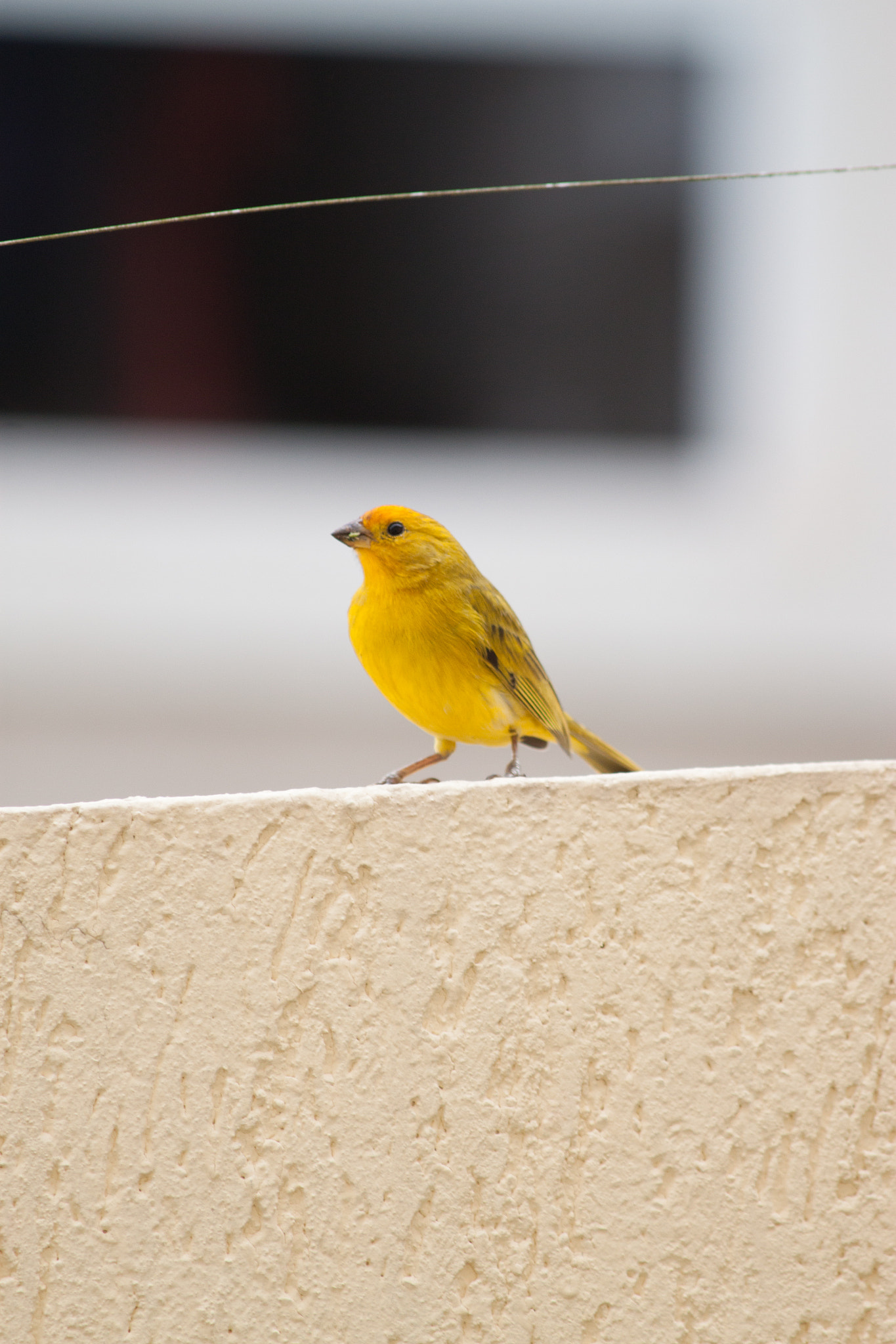 Canon EF 70-300mm F4-5.6 IS USM sample photo. Bird photography