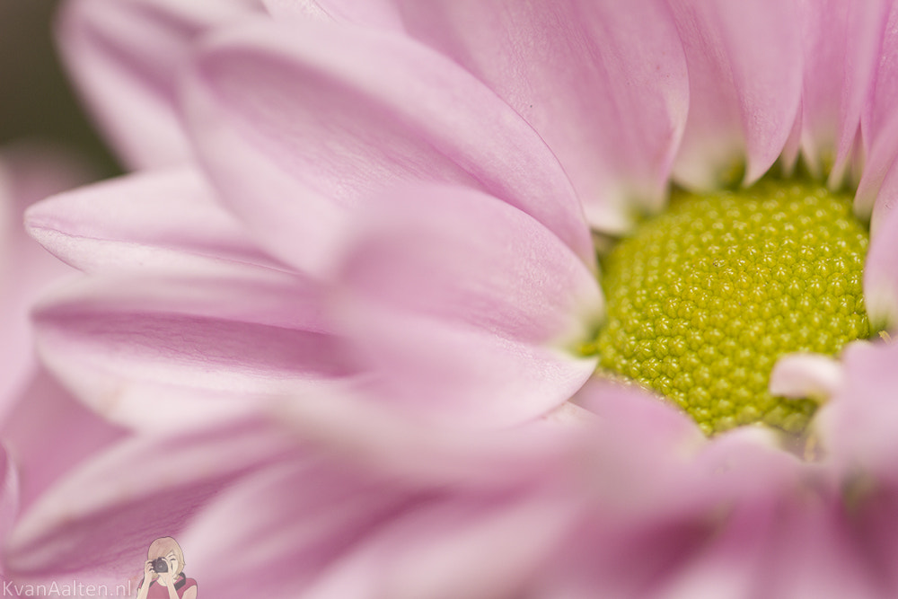 Canon EOS 700D (EOS Rebel T5i / EOS Kiss X7i) + Canon EF 100mm F2.8L Macro IS USM sample photo. Chrysanthemum photography