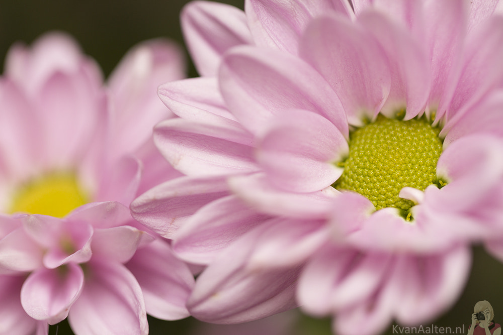 Canon EOS 700D (EOS Rebel T5i / EOS Kiss X7i) + Canon EF 100mm F2.8L Macro IS USM sample photo. Chrysanthemum photography