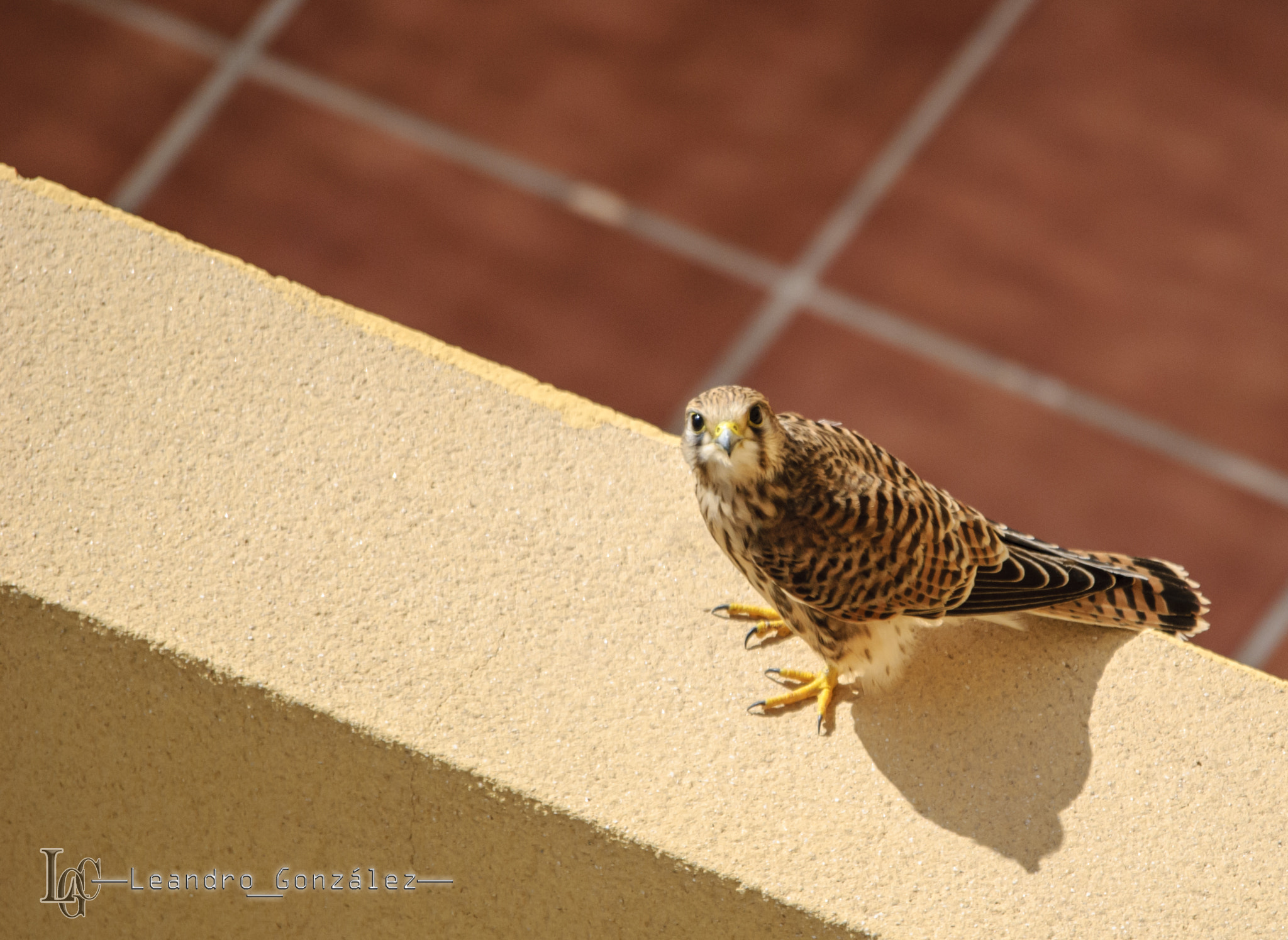 Sigma 120-400mm F4.5-5.6 DG OS HSM sample photo. Canary kestrel photography