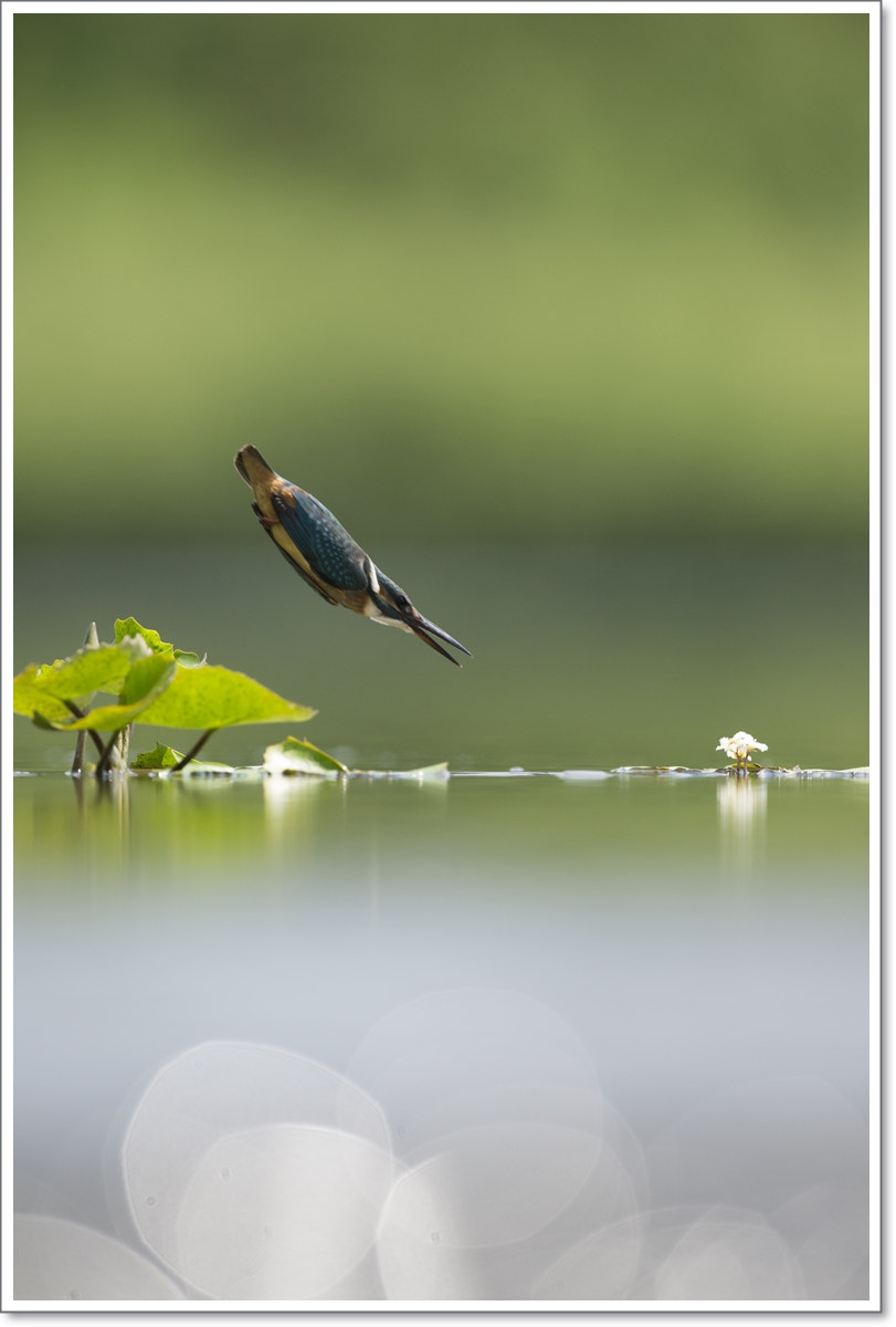 Nikon D4S + Nikon AF-S Nikkor 600mm F4G ED VR sample photo. Kingfishers photography