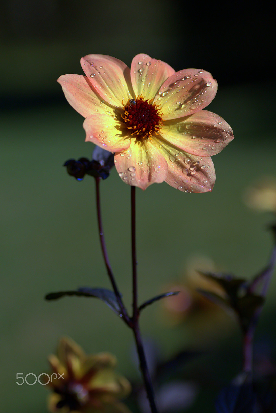 Tamron SP AF 90mm F2.8 Di Macro sample photo. First rays of the rising sun photography