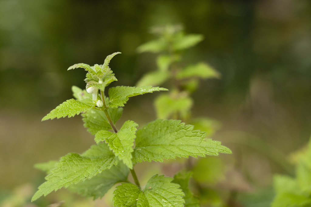 Canon EF 35-80mm f/4-5.6 sample photo. Nettles photography