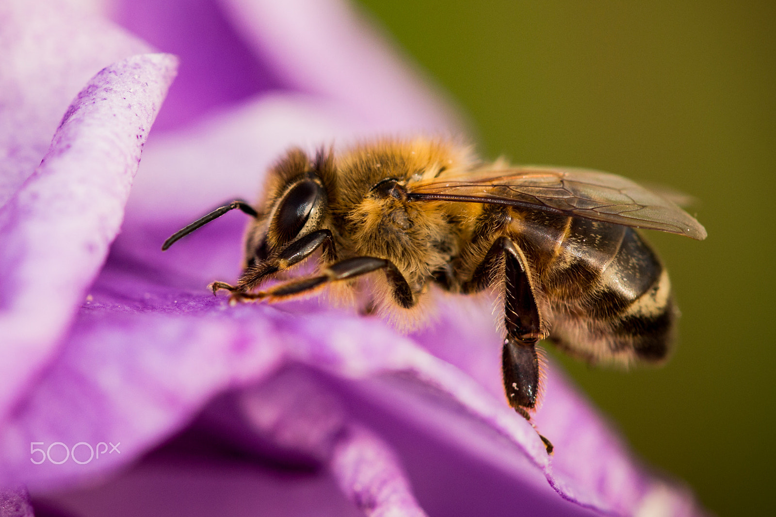 Sigma APO Macro 150mm f/2.8 EX DG HSM sample photo. The busy bee photography