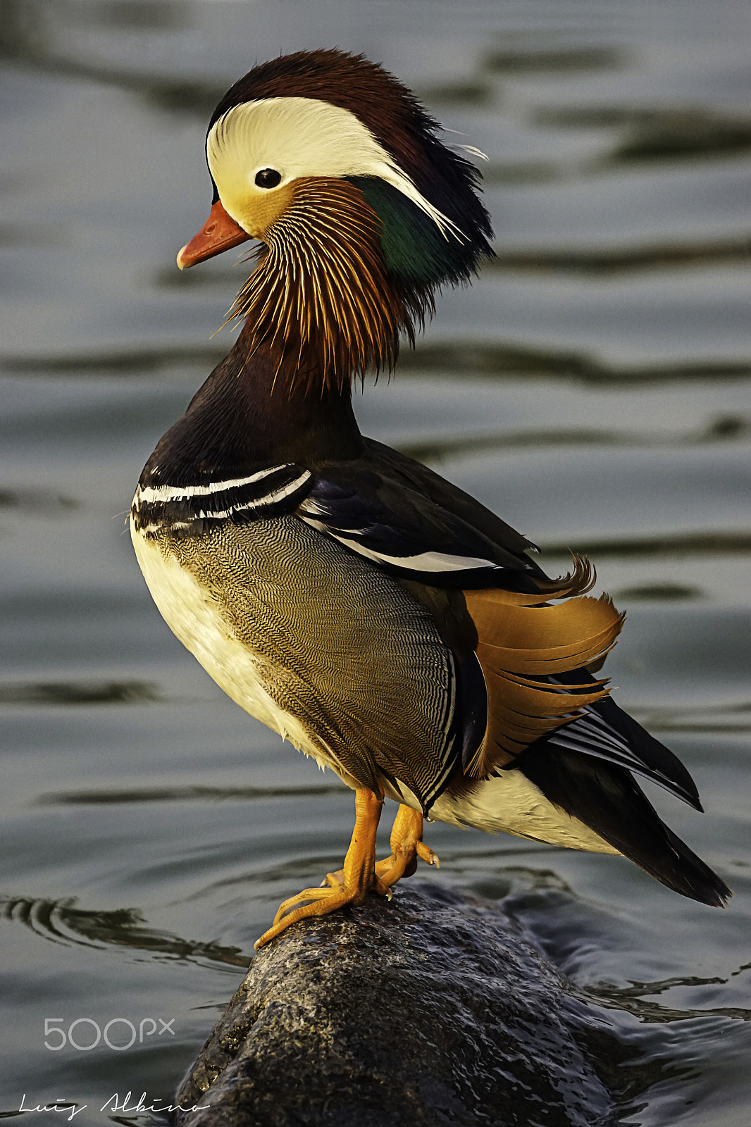 Sony 70-300mm F4.5-5.6 G SSM sample photo. Mandarin duck photography
