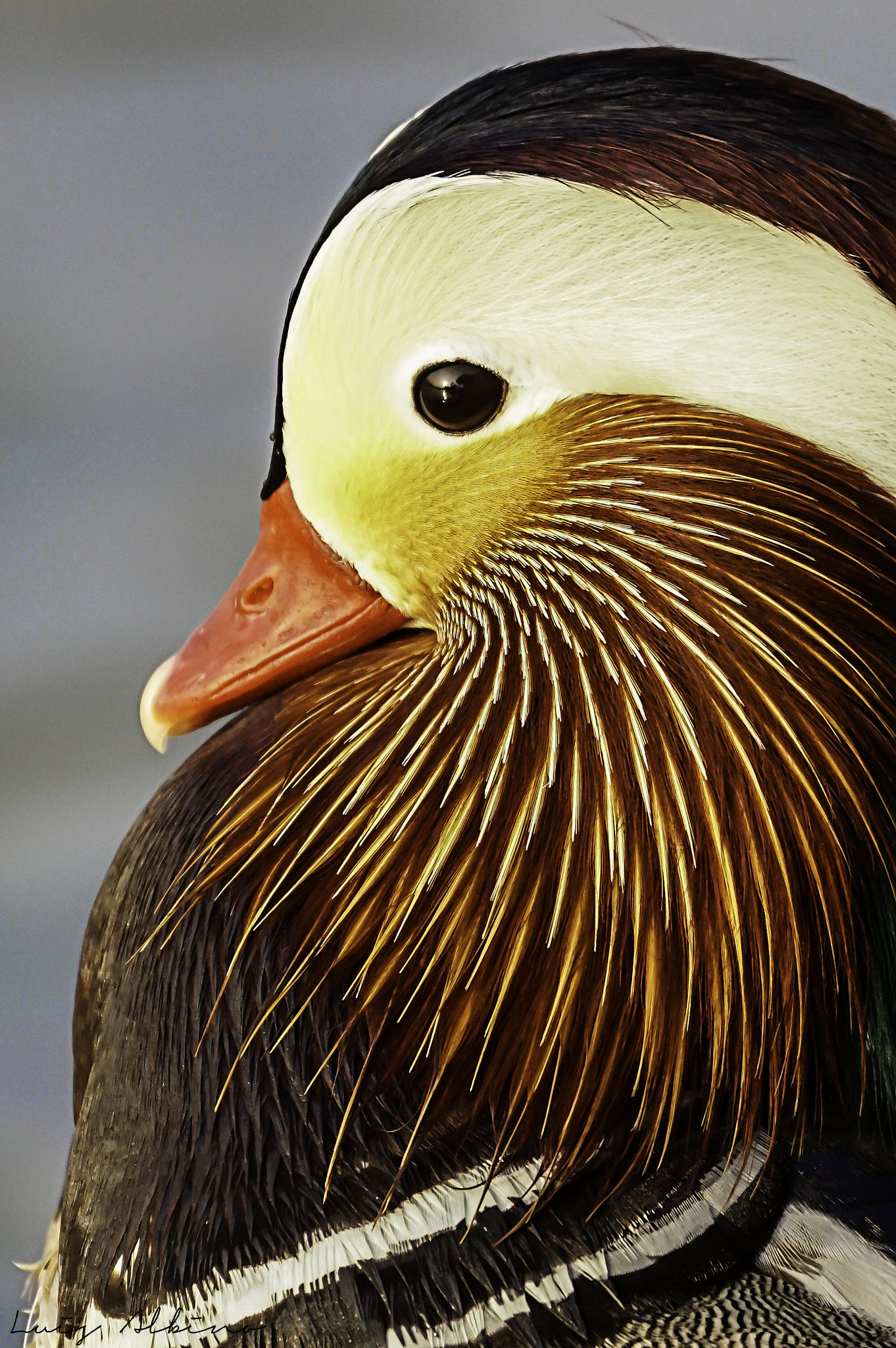 Sony 70-300mm F4.5-5.6 G SSM sample photo. Mandarin duck profile photography