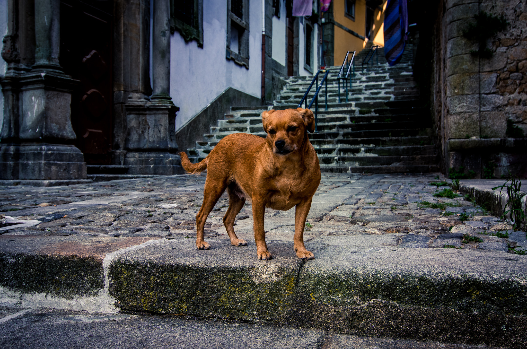 Pentax smc DA 12-24mm F4.0 ED AL (IF) sample photo. Dog waiting at porto photography