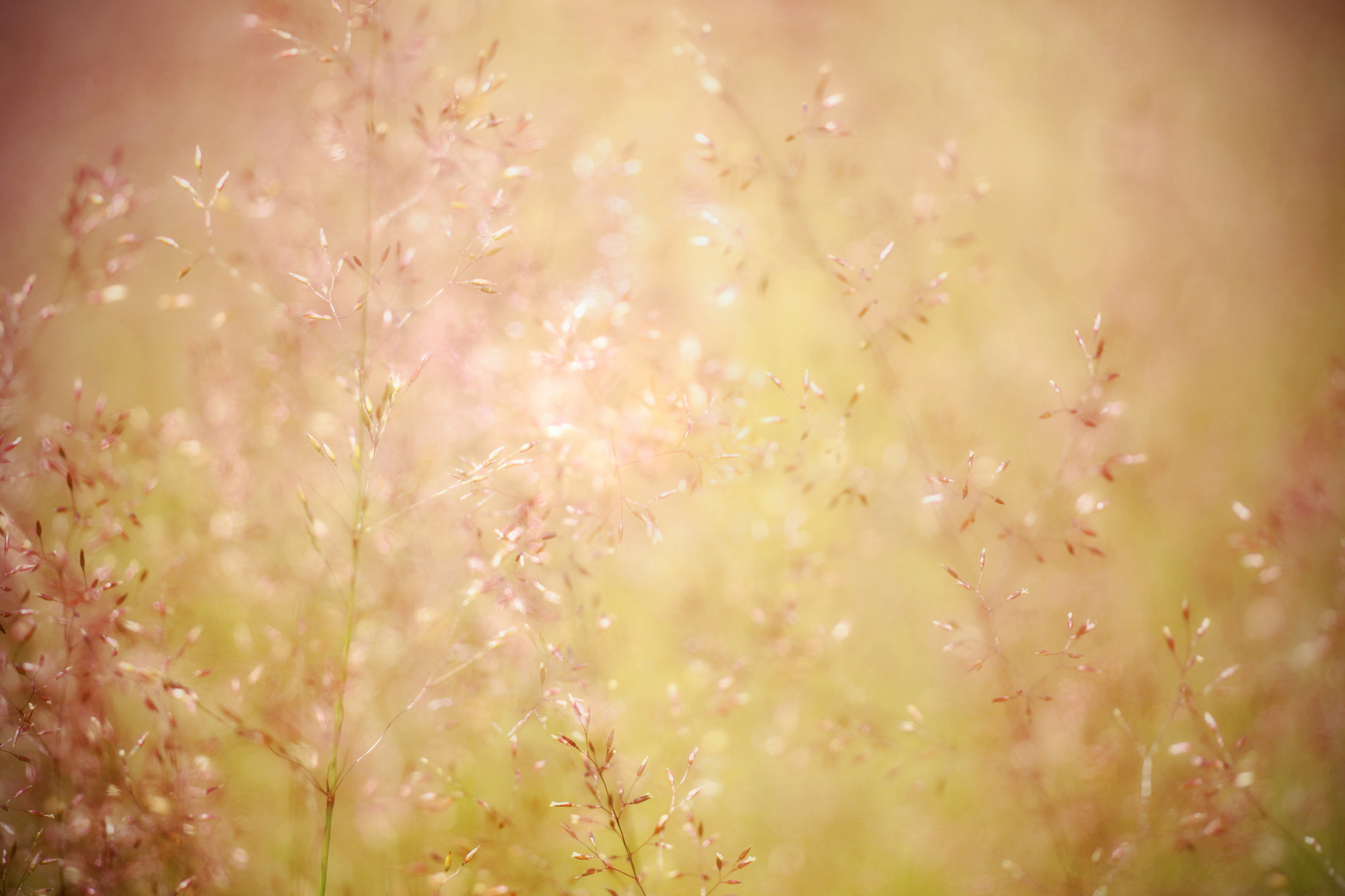 Sigma APO Macro 150mm f/2.8 EX DG HSM sample photo. Sweet summer grass photography