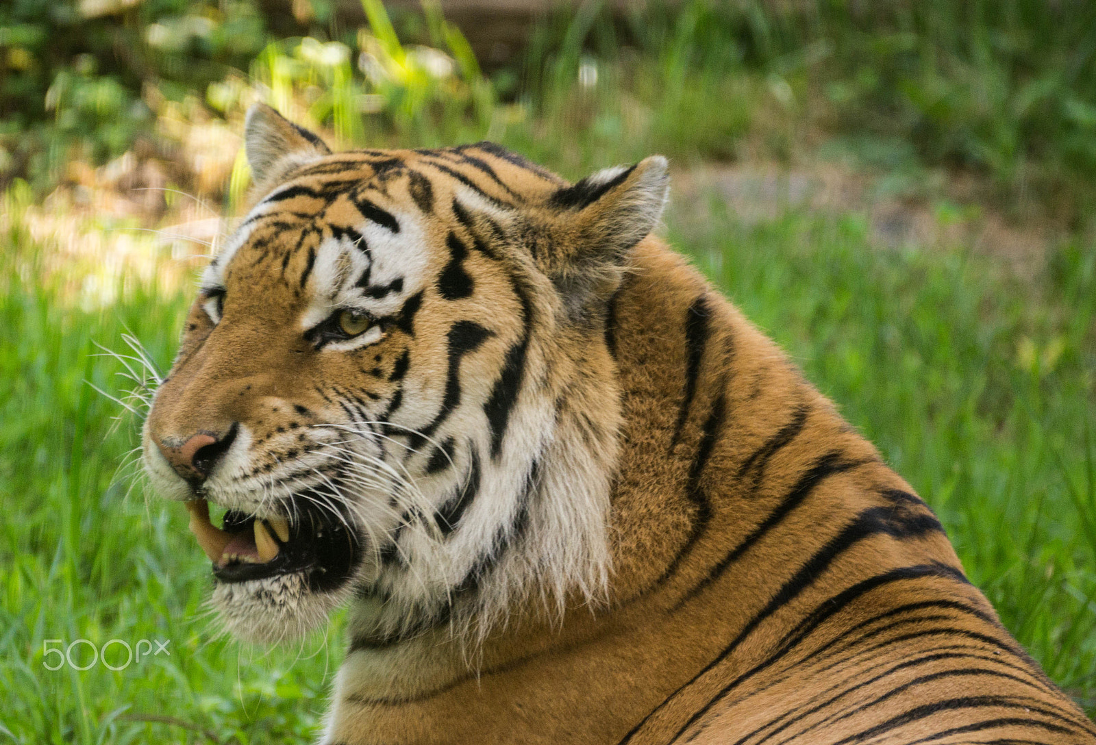 Sony 70-300mm F4.5-5.6 G SSM sample photo. Resting tiger photography