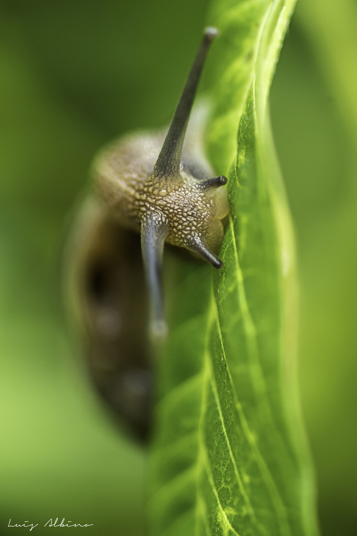 Sony ILCA-77M2 sample photo. Snail photography