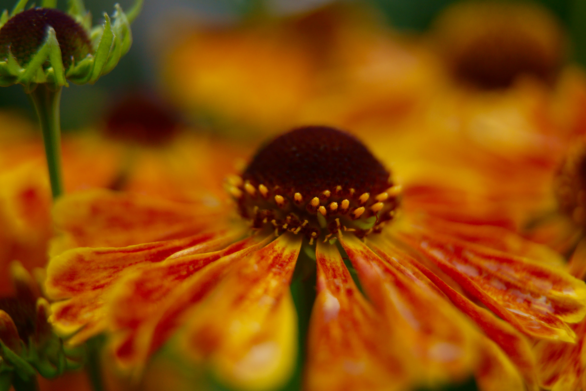Sony SLT-A77 sample photo. Flower photography