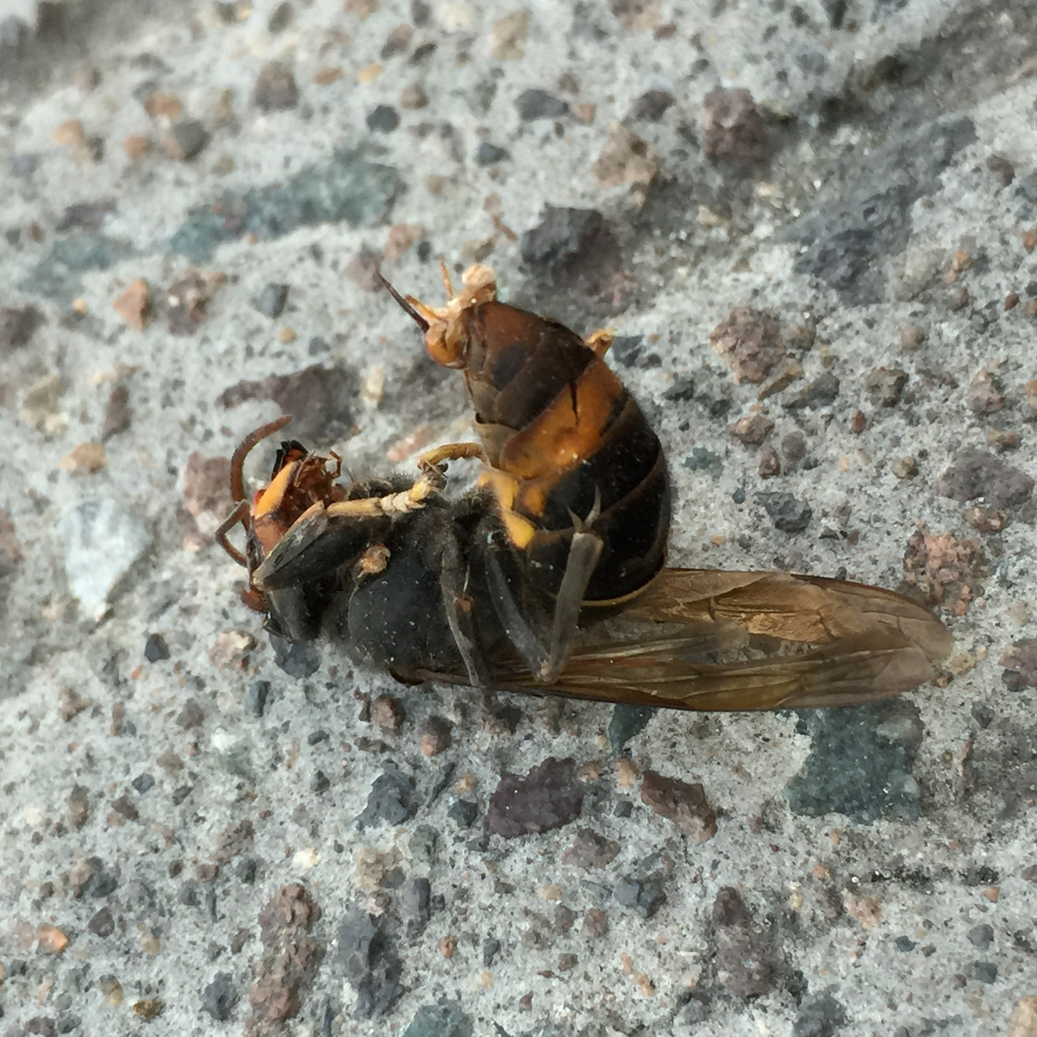 Apple iPhone7,1 sample photo. 热死的小蜜蜂 photography