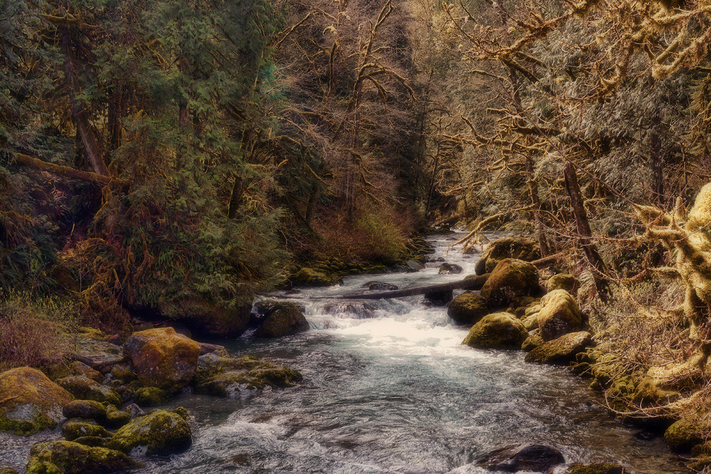 Nikon D7100 + AF Zoom-Nikkor 28-100mm f/3.5-5.6G sample photo. A walk in the woods lynne kelman photography