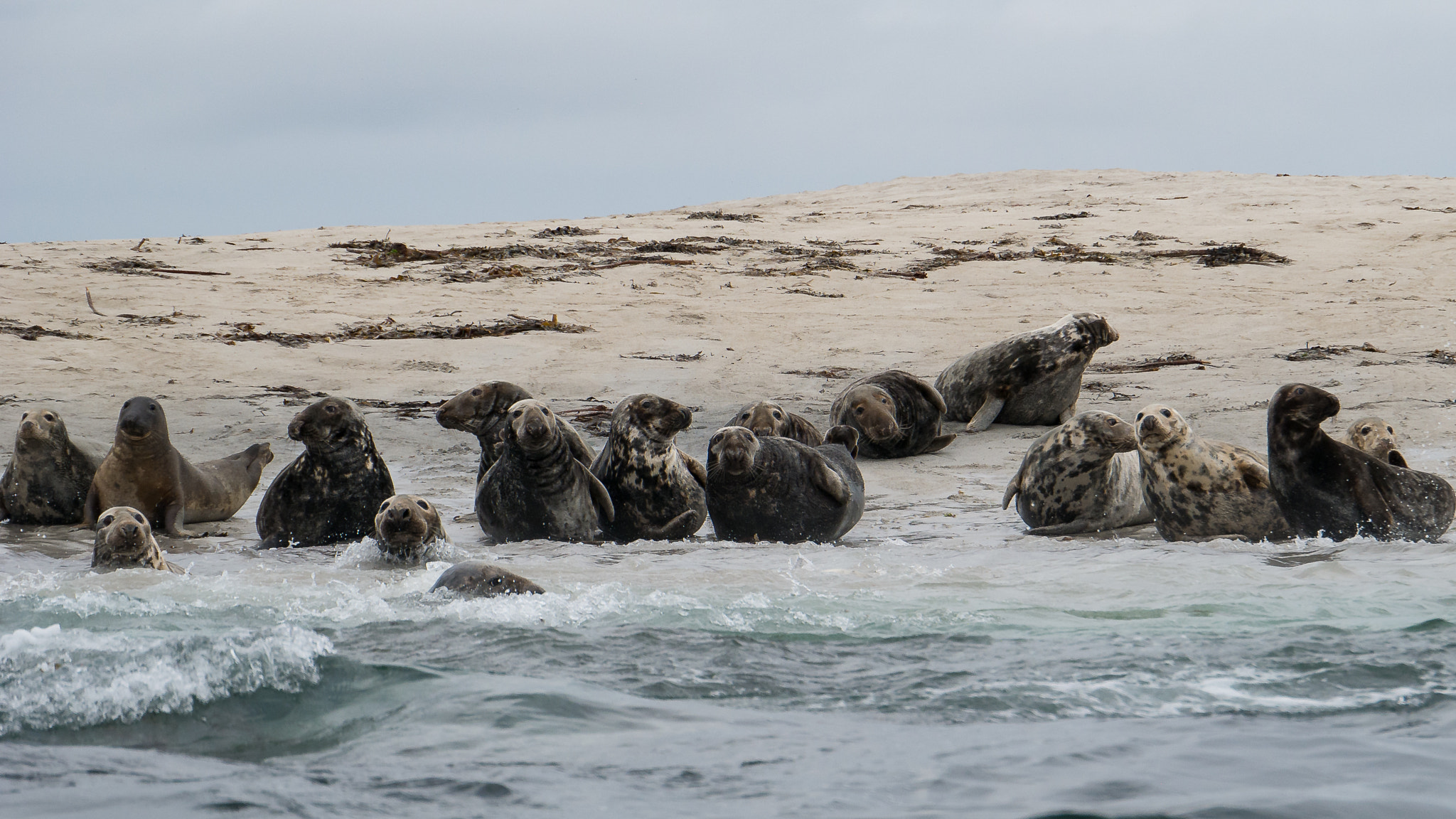 Panasonic Lumix DMC-G7 sample photo. Grey seals on the monach islands photography