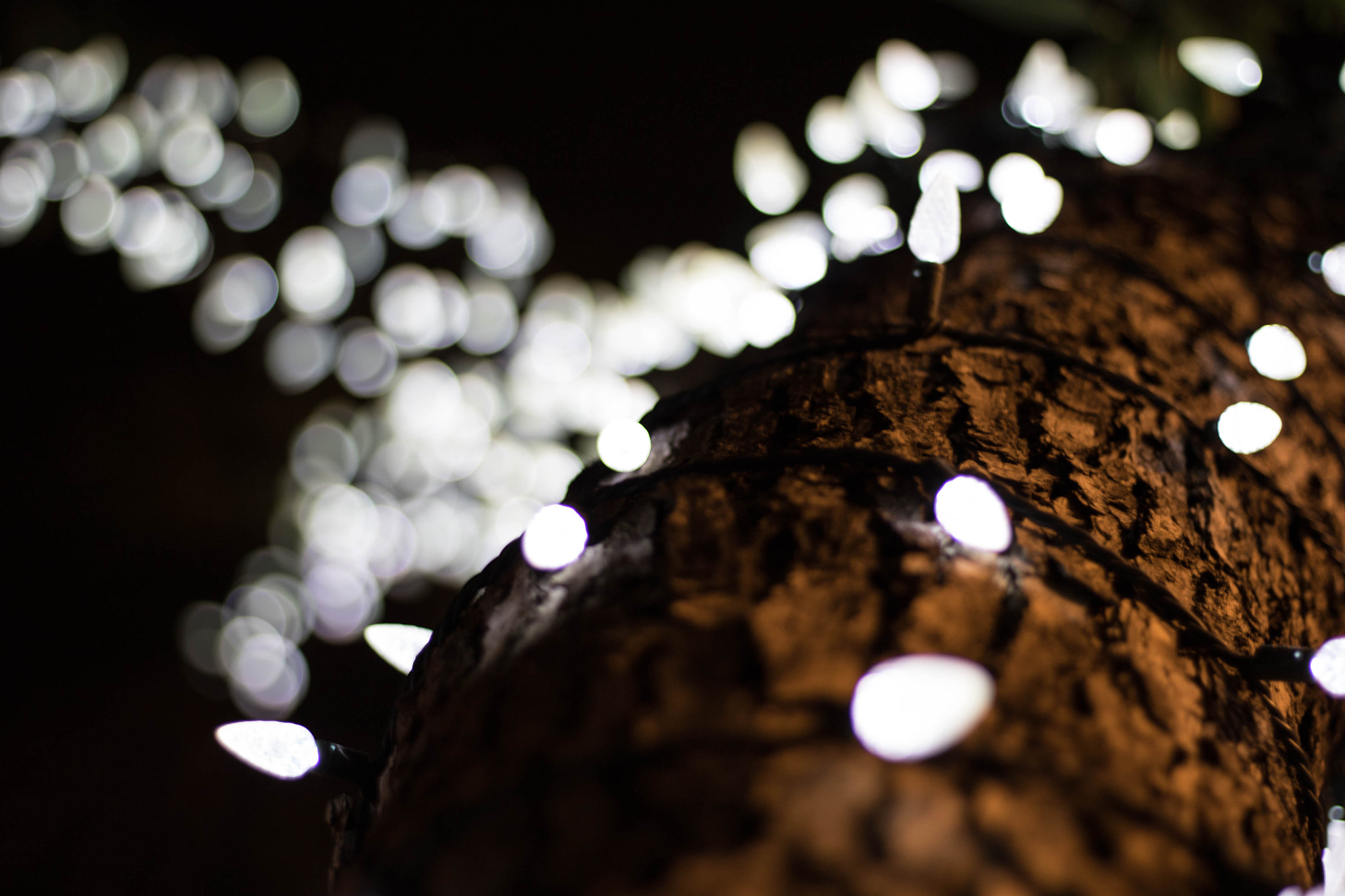 Canon EOS 760D (EOS Rebel T6s / EOS 8000D) sample photo. Lit up photography