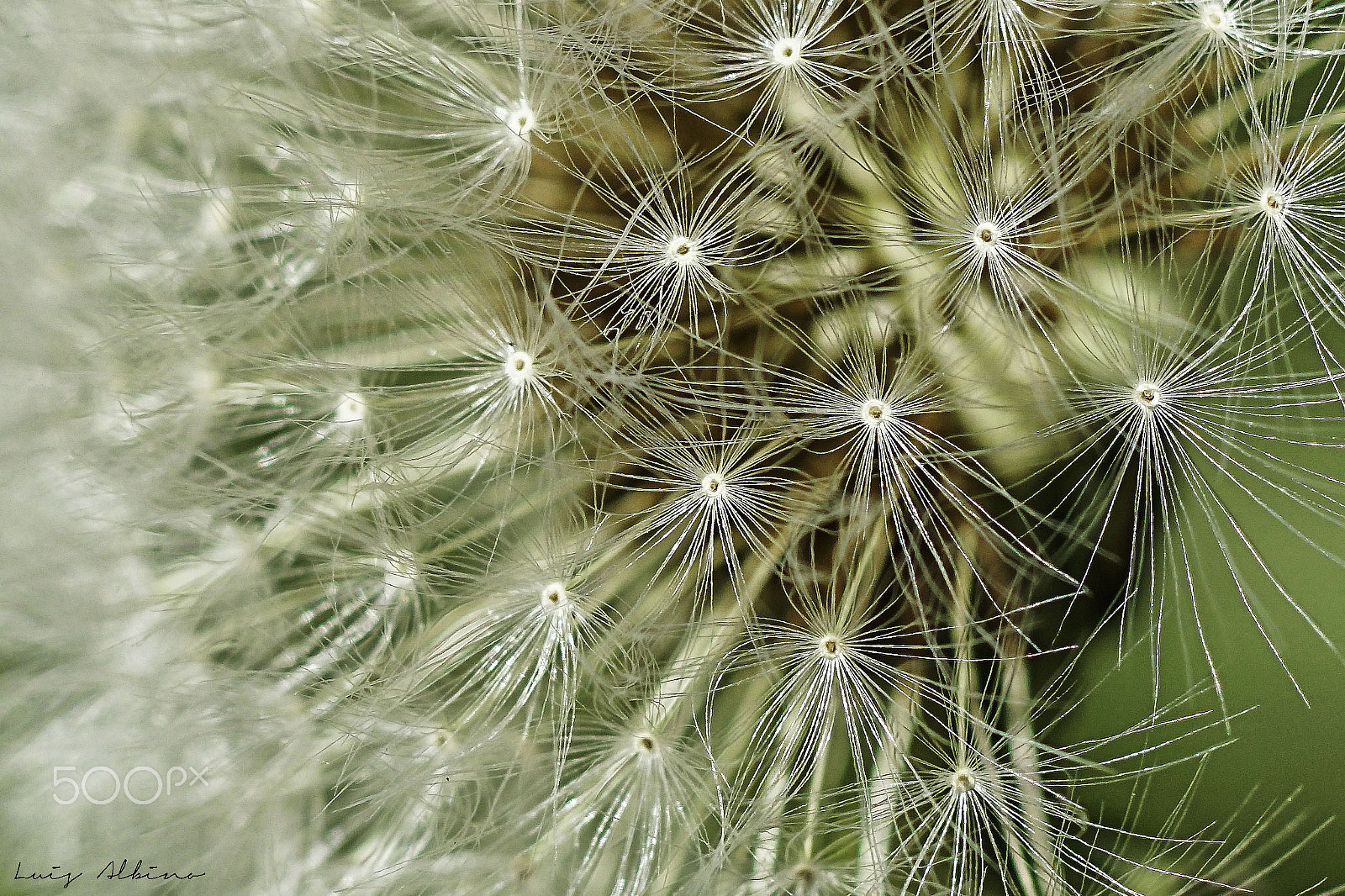 Sony ILCA-77M2 + Tamron SP AF 90mm F2.8 Di Macro sample photo. Dandelion photography