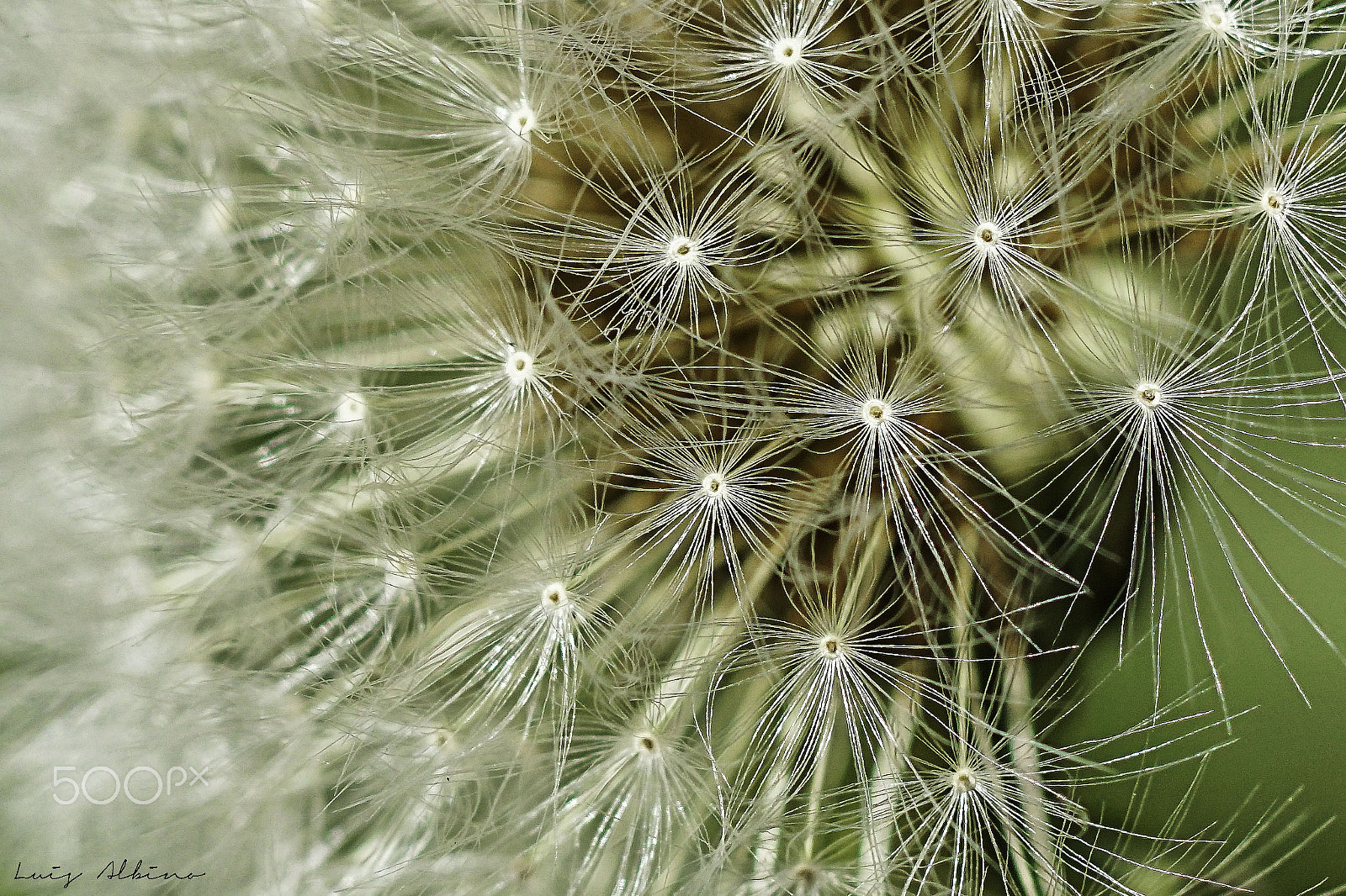 Sony ILCA-77M2 sample photo. Dandelion photography