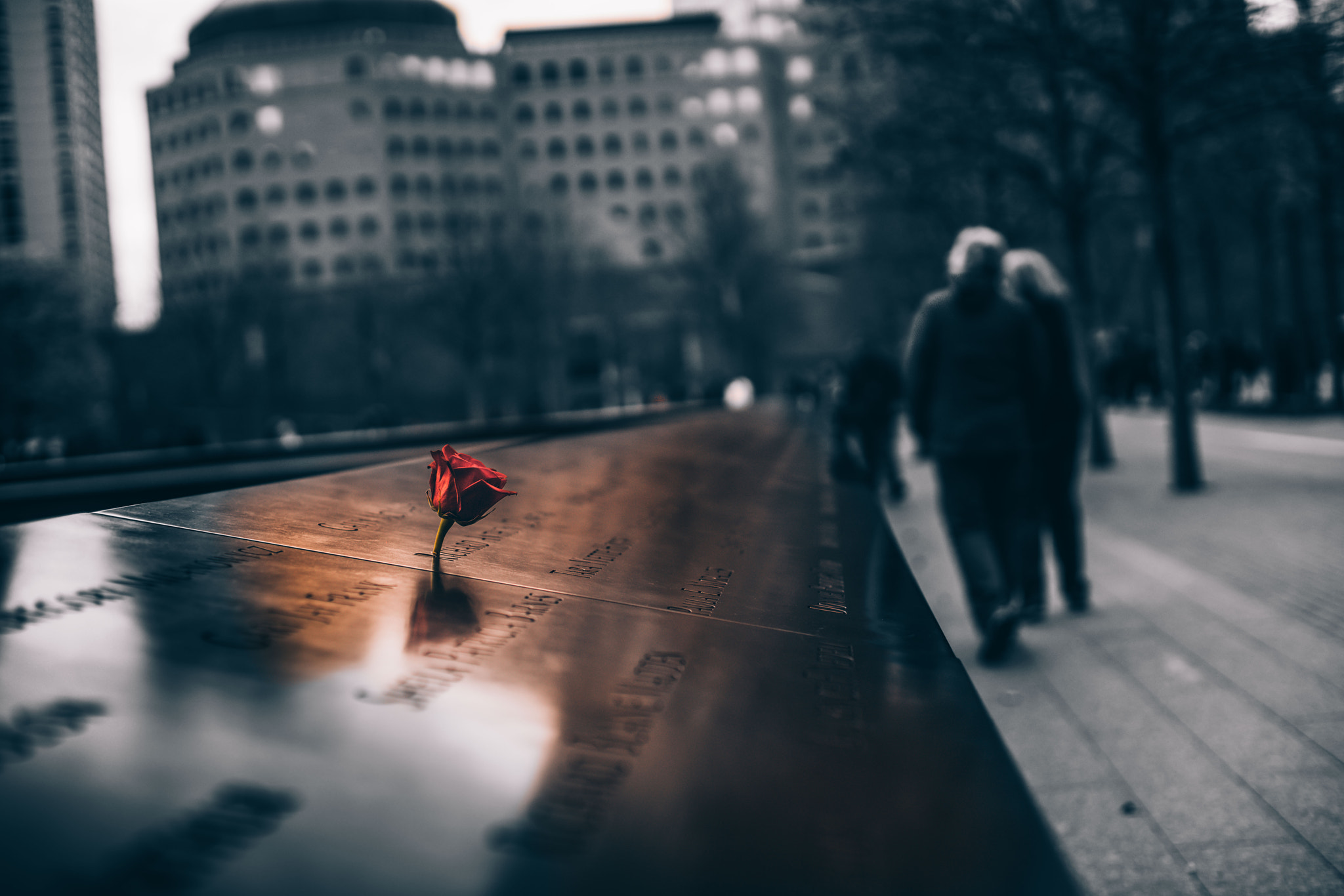 Sony a7R II + Sony DT 50mm F1.8 SAM sample photo. A rose to remember me by photography